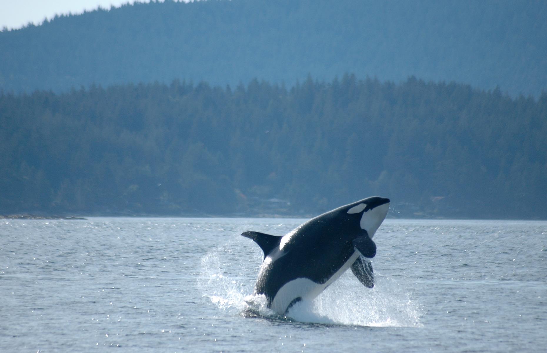 <p>The waters that surround the <a href="https://www.visitsanjuans.com/">San Juan Islands</a>, northwest of Seattle, are home to resident orcas and other pods that visit in summer. Several companies including <a href="http://www.outdoorodysseys.com">Outdoor Odysseys</a> run kayaking day tours or overnight trips for a chance to see the striking whales up close. Even if you don’t see any orcas, you’re likely to see seals, dolphins, bald eagles and otters as you paddle by driftwood beaches and pine-studded shorelines.</p>