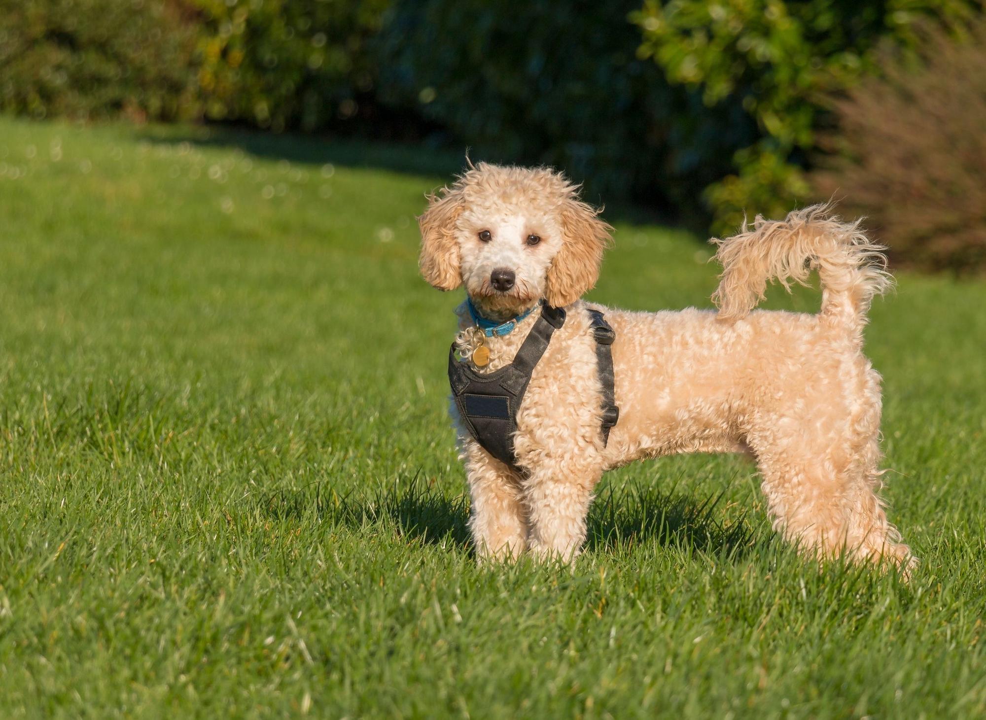 Top Poodle Crosses: Here are the 10 most popular poodle crossbreeds in ...