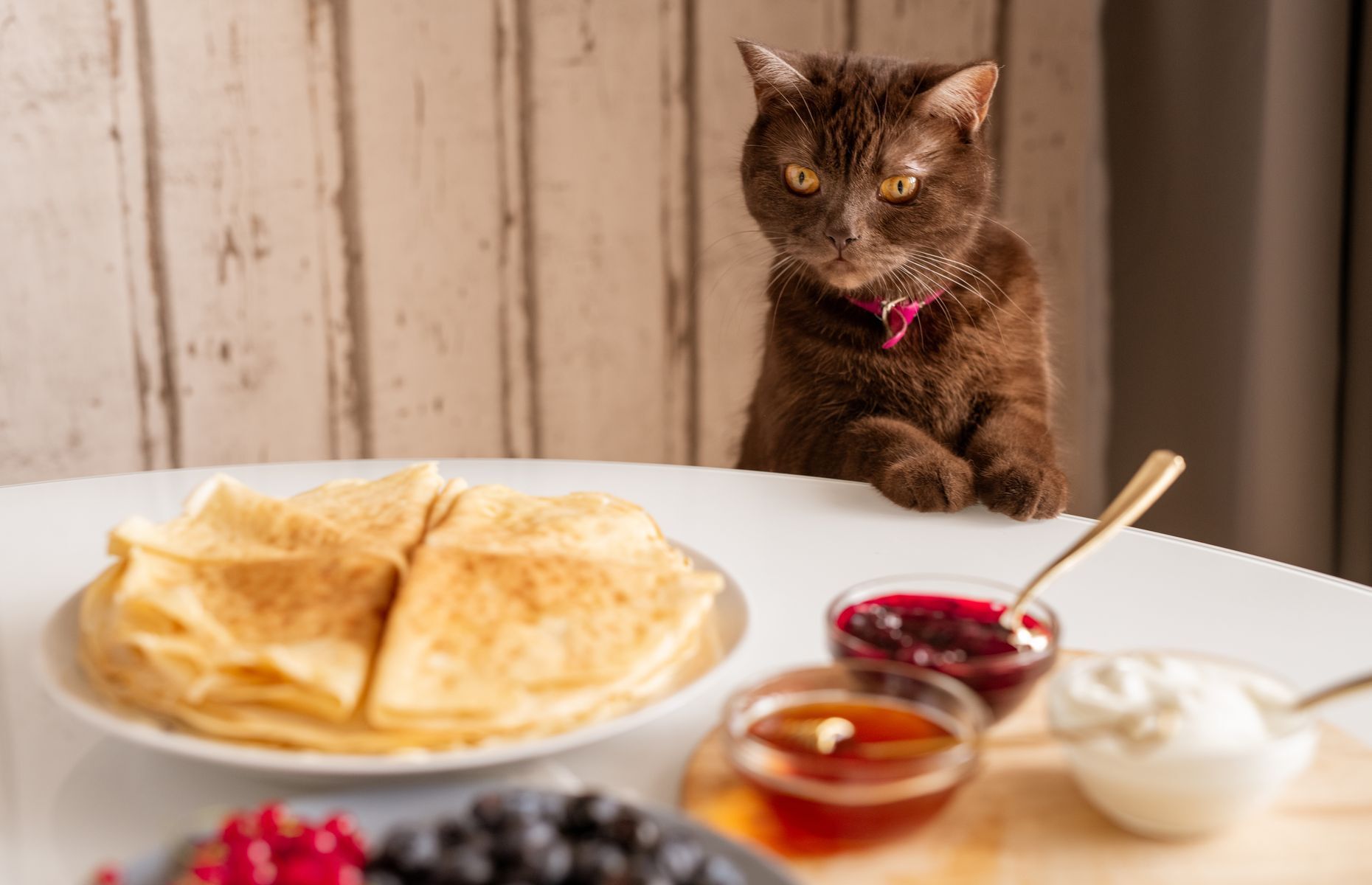 <p>Les chats sont des animaux curieux et parfois gourmands. Ce n’est donc pas surprenant si votre chat rôde autour de la table quand vous mangez… et qu’il essaie d’en attraper une portion pour lui! Cependant, <a href="https://www.purina.ca/fr/articles/cat/nutrition/what-not-feed-cats">évitez de lui donner des restes</a> qui ne sont pas adaptés à sa diète, et qui peuvent être trop salés ou trop caloriques.</p>