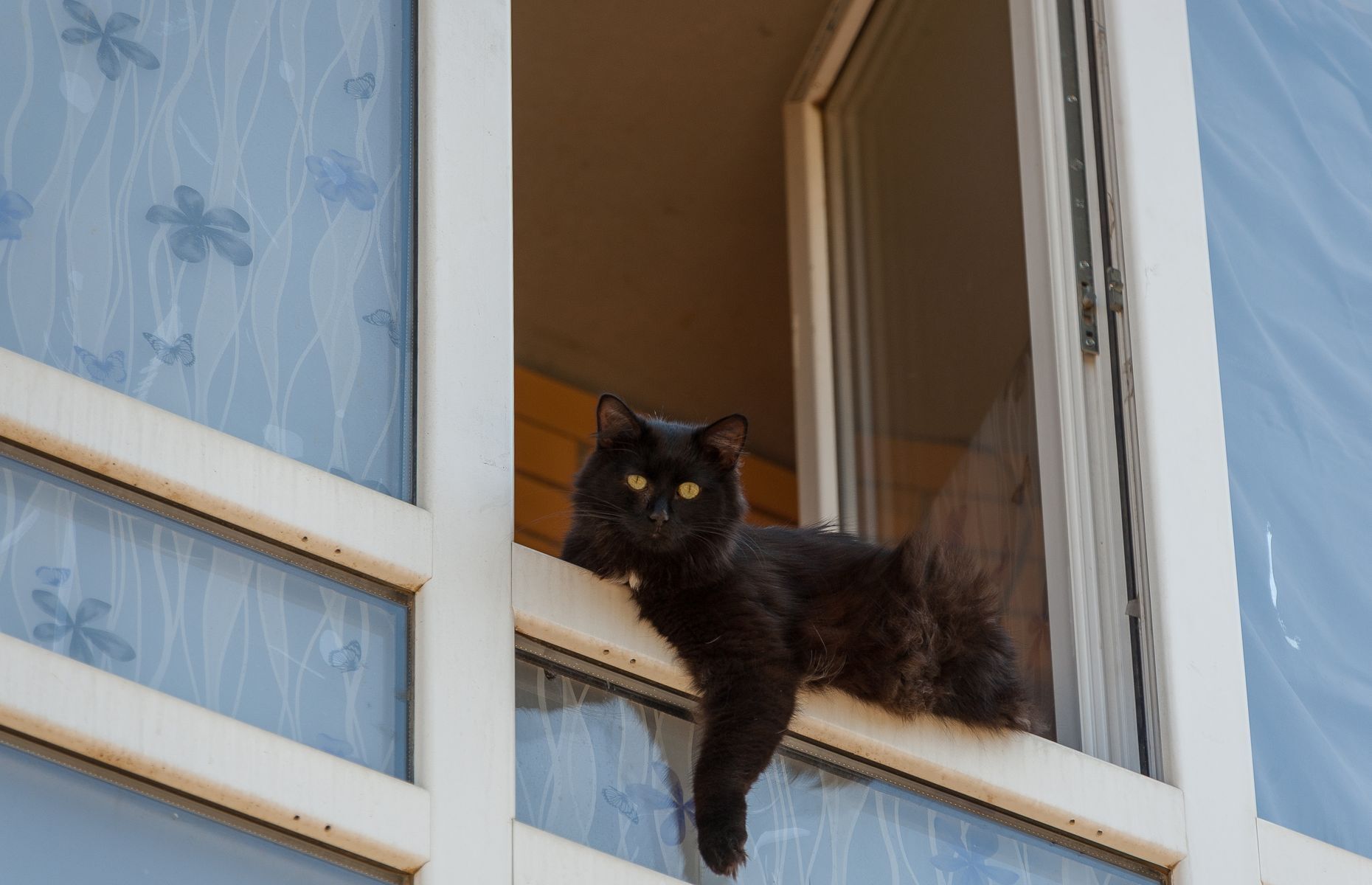 <p>Les chats adorent se prélasser près des fenêtres. Mais si vous habitez en hauteur, assurez-vous qu’il y a des moustiquaires aux fenêtres, <a href="https://www.fidanimo.com/article/fenetres-ouvertes-attention-danger-chat">afin de prévenir tout risque de chute</a>. Ce n’est pas parce que le chat est habile qu’il est à l’abri des fractures! De même, sécurisez le tour de votre balcon pour éviter un fâcheux accident.</p>