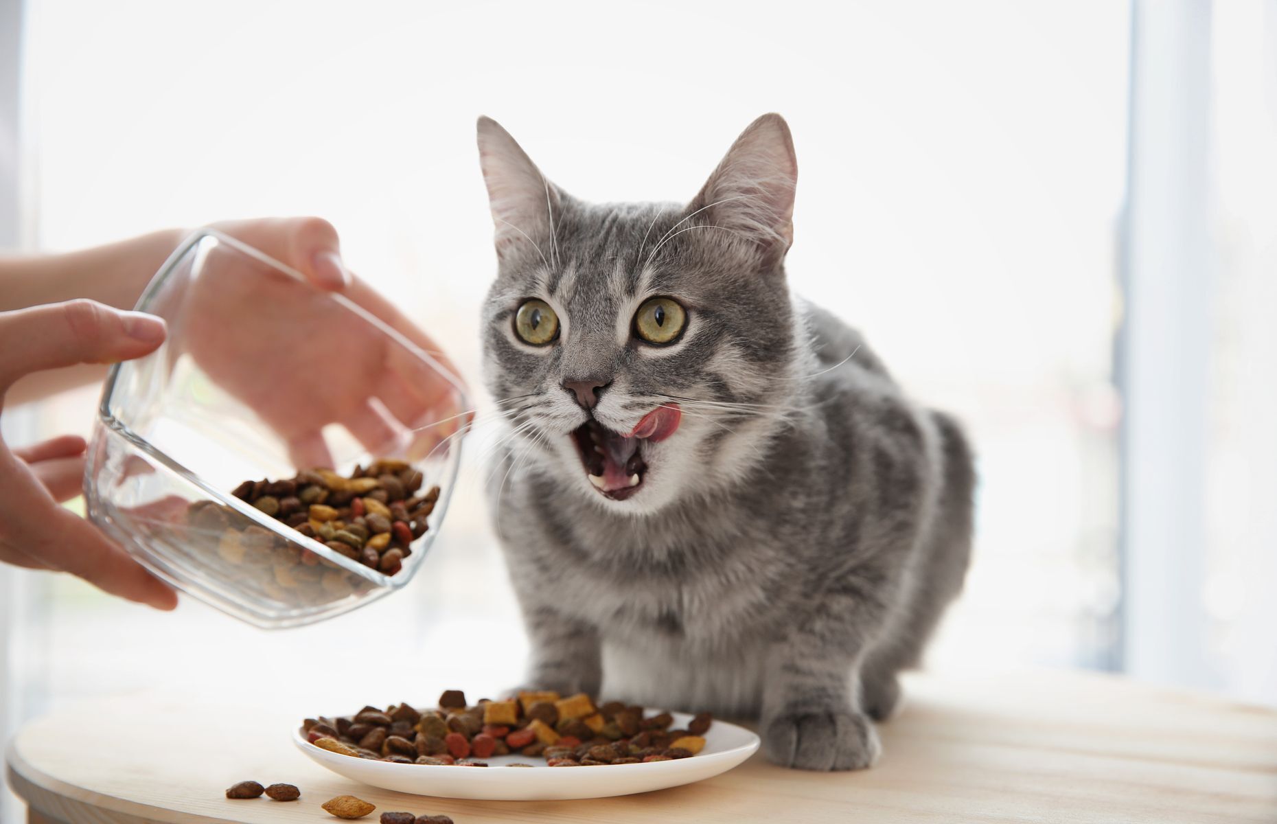 <p>Si vous êtes du genre à garder le bol de votre chat plein ou à le nourrir dès qu’il miaule, sachez que ce n’est pas la meilleure chose à faire pour garder votre compagnon en santé. <a href="https://www.lapresse.ca/societe/animaux/2020-09-23/nourrir-un-chat-une-fois-par-jour-serait-ideal.php">La plupart des chats gagnent à ne manger qu’un seul repas par jour</a>, ou alors à revenir grignoter dans le bol quand ils ont faim. Ne servez que la quantité recommandée sur le sac de nourriture ou par votre vétérinaire, et n’oubliez pas que les gâteries comptent dans l’apport calorique.</p>