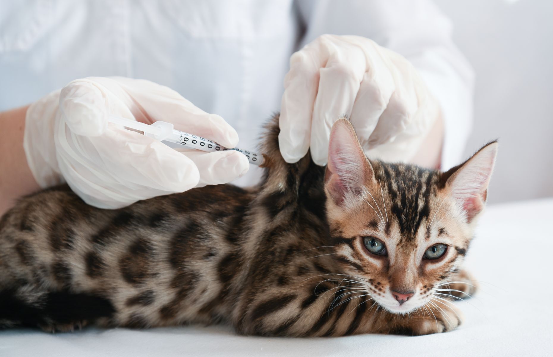 <p>Si vous vous dites que votre chat n’a pas besoin d’être vacciné puisqu’il ne sort pas dehors, vous avez malheureusement tort. Même <a href="https://www.journaldemontreal.com/2013/12/07/le-bon-vaccin-pour-votre-chat">les chats d’intérieur ont besoin d’un vaccin dit «de base»</a>, qui comprend habituellement une protection contre la panleucopénie féline et le calicivirus. Votre vétérinaire saura vous conseiller sur la meilleure protection vaccinale à prendre pour votre minou, selon ses habitudes.</p>