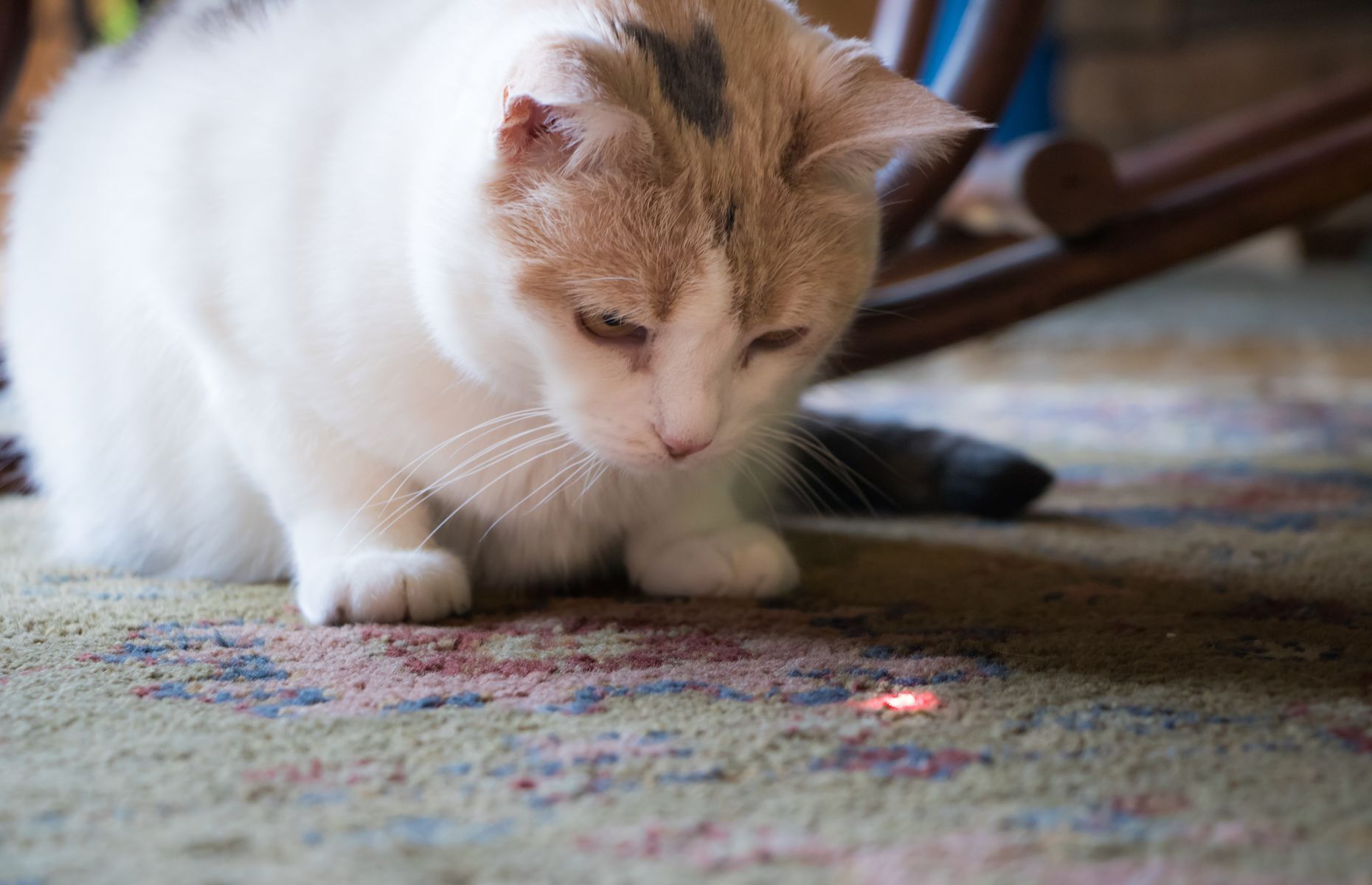 <p>Le chat est un prédateur et le jeu lui sert à imiter la chasse. Jouer avec un pointeur laser est bien drôle pour le maître, mais n’apporte rien au chat, car il devient vite frustré de ne rien attraper. Quant à la ficelle, si le chat l’ingère, elle peut être très dangereuse pour son système digestif et une simple période de jeu peut aboutir en opération coûteuse. On préfère donc les <a href="https://ca.catinaflat.com/blog/jouets-pour-chats-dangereux">vrais jouets pour chats</a>!</p>