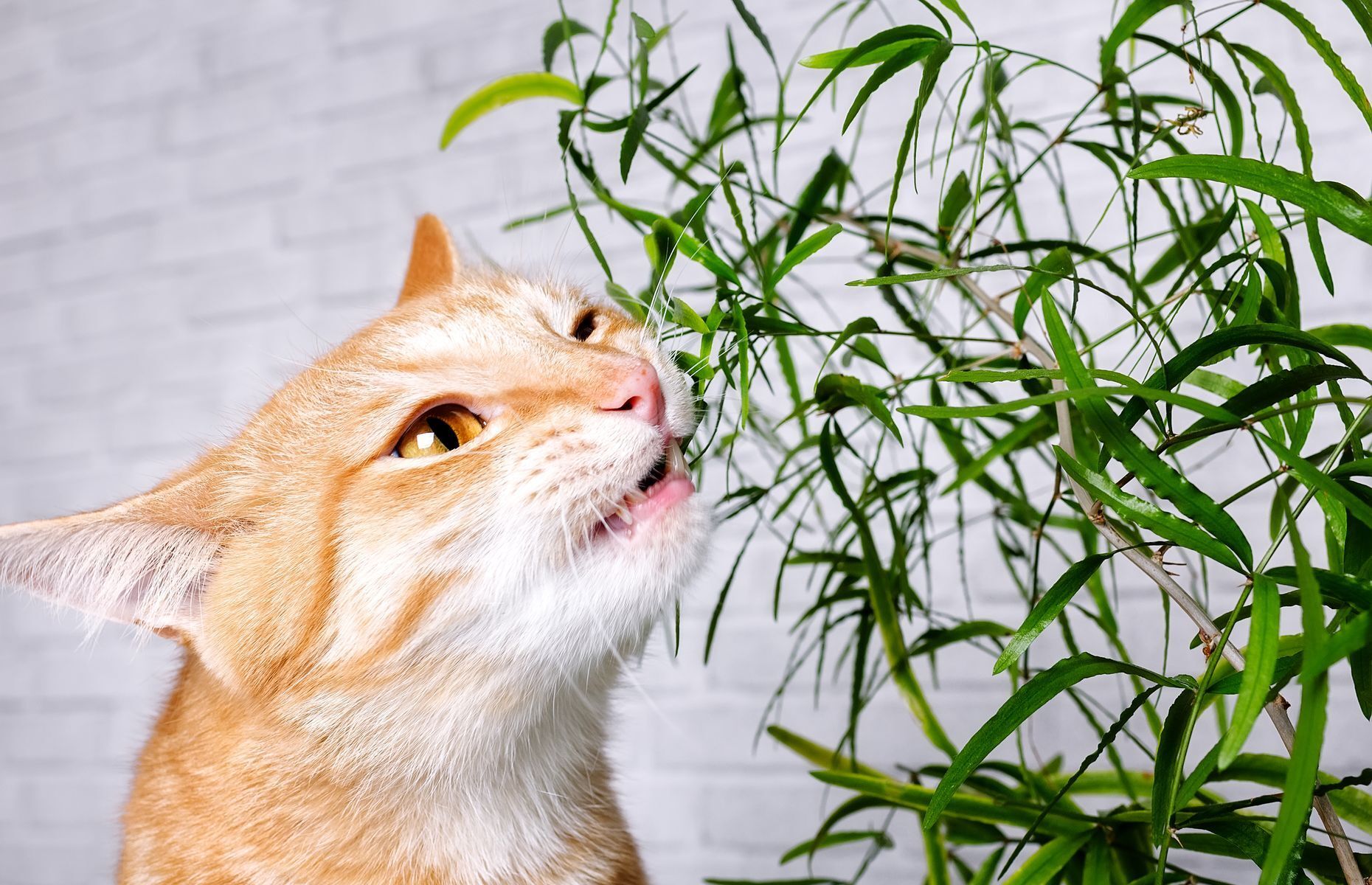 <p>C’est dans leur nature, les chats adorent mordiller toutes sortes de choses, et surtout les plantes d’intérieur. Cependant, <a href="https://www.mondou.com/fr-CA/blogues/conseils/chien/les-plantes-toxiques-pour-vos-animaux-de-compagnie-ad136.html">plusieurs plantes sont toxiques pour les félins</a>, comme le poinsettia et le dieffenbachia, ainsi que les lys. Évitez d’en acheter si vous avez un chat, et proposez plutôt à votre minou de l’herbe à chat.</p>