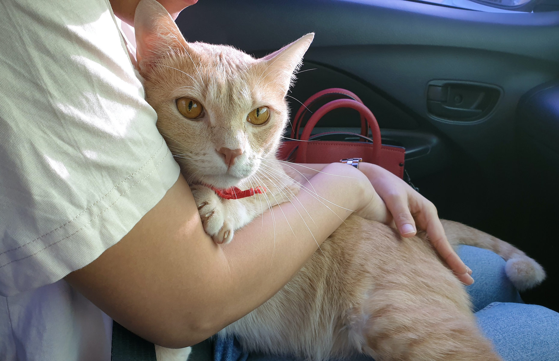 <p>La plupart des chats détestent les voyages en voiture. L’endroit le plus sécuritaire pour votre compagnon est donc <a href="https://www.zoomalia.com/blog/article/quelles-precautions-pour-transporter-son-chat-en-voiture.html">dans sa cage, surtout pas dans vos bras</a>. Un chat en liberté dans une voiture peut vous distraire et même devenir un projectile en cas d’accident. Mettez-le dans sa cage et attachez celle-ci sur le siège arrière, c’est plus prudent.</p>