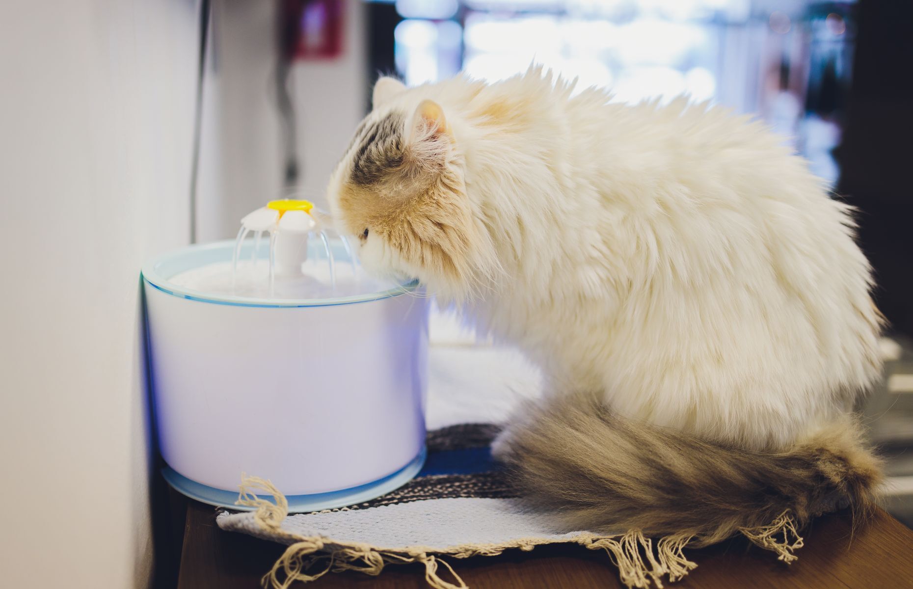 <p>On a souvent en tête l’idée que le chat est un animal du désert et que, par conséquent, il n’a pas à boire beaucoup. Or, <a href="https://www.croquetteland.com/blog/chat/alimentation/hydratation-du-chat.html">les chats ont besoin d’être hydratés</a>, comme tous les mammifères. Assurez-vous de lui fournir de l’eau fraîche (avec une fontaine par exemple) et de laver son bol d’eau tous les jours. Complétez son régime alimentaire avec un peu de nourriture humide s’il mange principalement des croquettes sèches.</p>