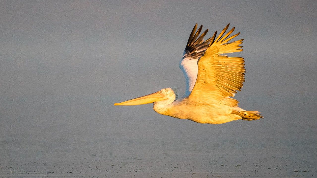 <p>                     The Dalmatian pelican is not only the largest species of pelican but is one of the biggest flying birds in the world. With a wingspan of around 11 feet (3 meters), these pelicans are high flyers and have been observed to reach altitudes of more than 10,000 feet (3,000 meters), according to the Arizona Center for Nature Conservation.                    </p>                                      <p>                     Along with a big pair of wings, Dalmatian pelicans also have a big appetite. An adult pelican can devour around 4 pounds (1.8 kilograms) of fish in a single day, according to San Diego Zoo Wildlife Alliance. Dalmatian pelicans gather this amount of fish by using their enormous bill pouches to dive into the water and scoop out fish near the surface. Once the fish are trapped inside their bills, the pelicans will lean their heads forwards to strain out the water and devour their meal.                   </p>