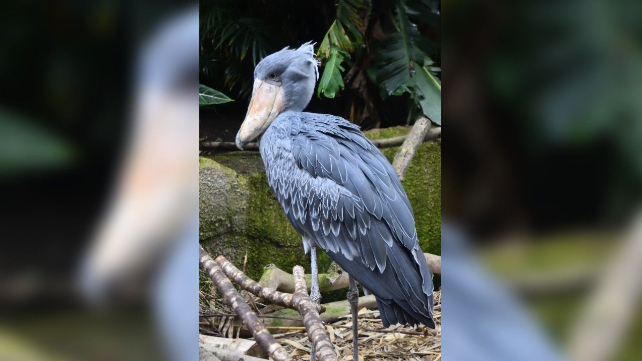 <p>                     Also known as whale-headed storks, shoebills are one of Africa’s strangest and tallest birds. These strange storks stand at around 5 feet (1.5 meters) tall and spend their time wading amongst freshwater swamps and marshes hunting fish and other small aquatic species, according to the Animal Diversity Web. As hunters, shoebills have a high success rate and deliver a fatal strike into the water around 60% of the time, according to the charity BirdLife International. These solitary birds are not found in flocks and often occupy a territory of around 1 square mile (3 square kilometers).                    </p>