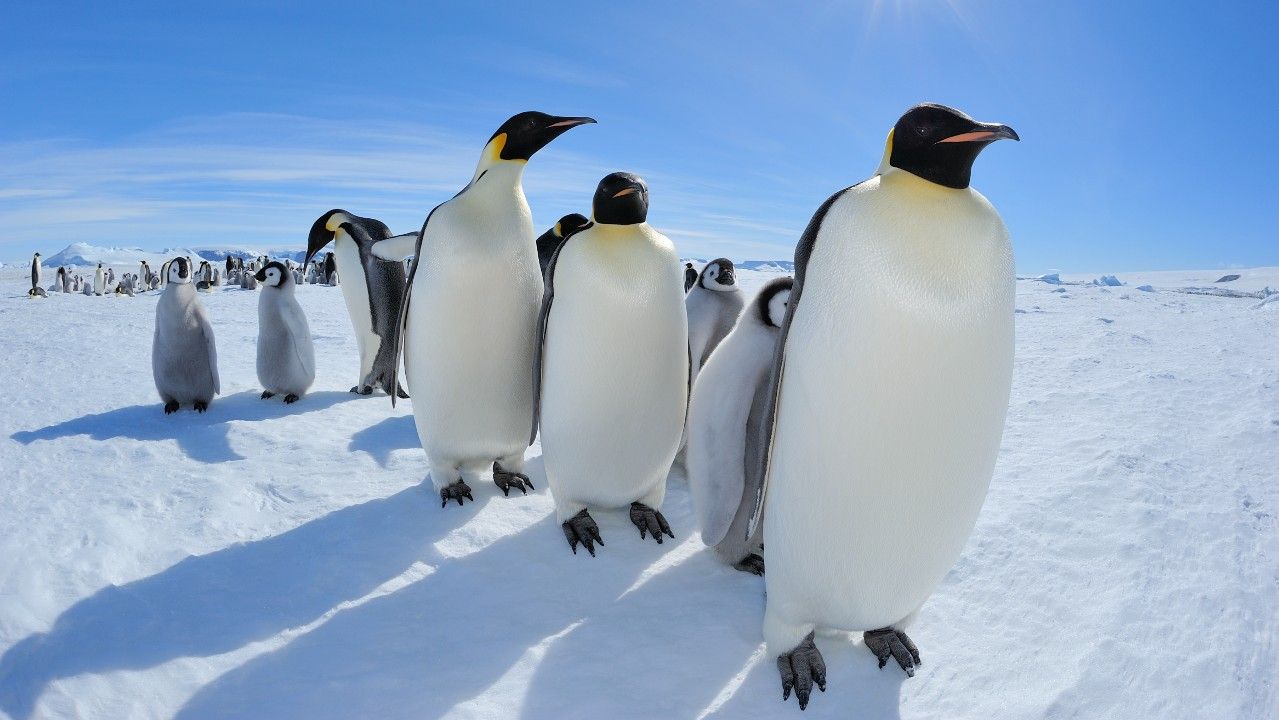 <p>                     Of all the 18 species of penguins on Earth, emperor penguins are the biggest, according to the World Wildlife Fund (WWF). They stand around 4 feet (1.2 meters) tall and weigh around 88 pounds (40 kilograms), however this fluctuates regularly throughout the year. These flightless birds utilise their fat stores to insulate themselves against the harsh conditions of the Antarctic winter, along with several layers of scale-like feathers which would withstand up to 68 miles per hour winds before they ruffled, according to the Australian Department for Agriculture, Water and the Environment. In addition to their own insulation, emperor penguins huddle together in colonies to cut down heat loss by 50% and create a temperature of above 75 degrees Fahrenheit (24 degrees Celsius) inside the huddle.                    </p>