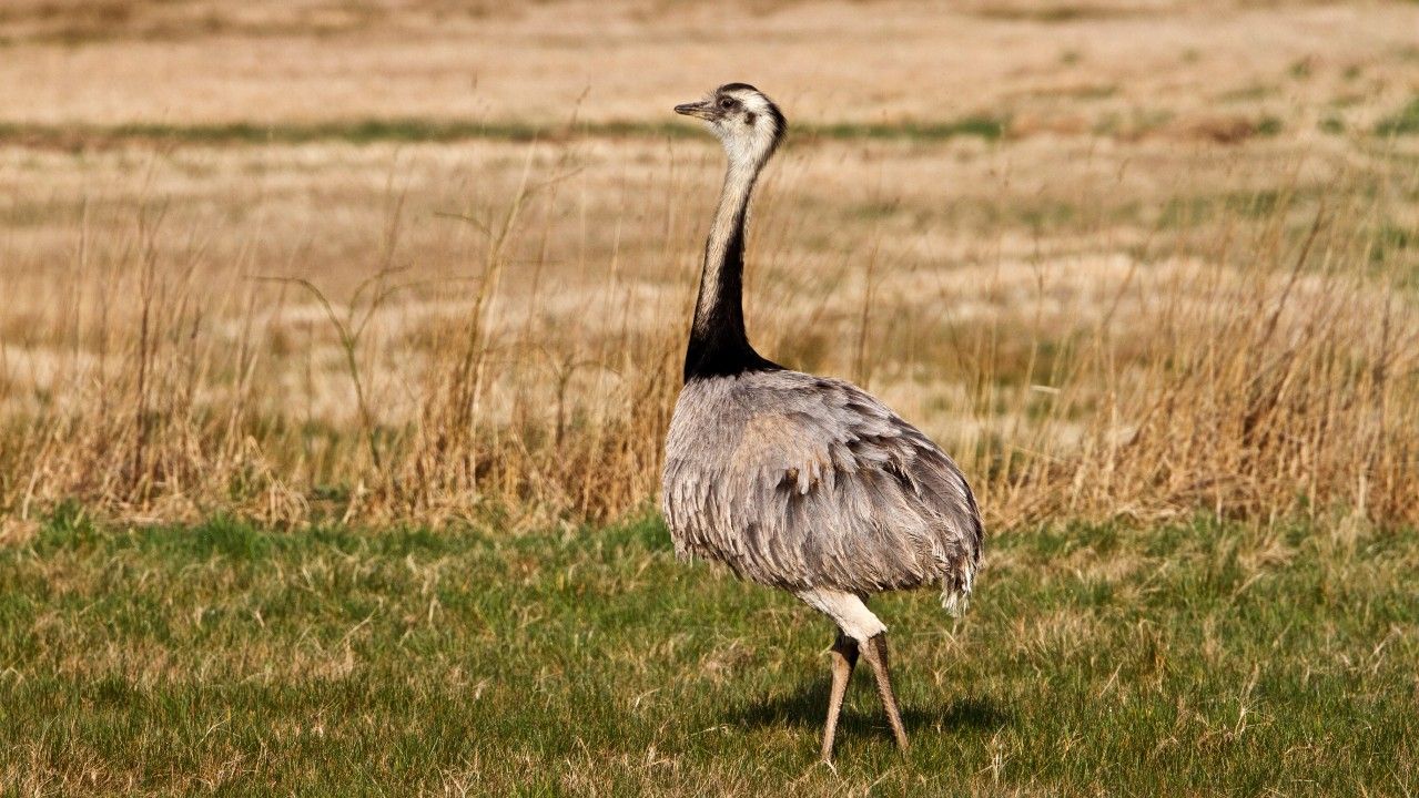 <p>                     Although these birds might look like a juvenile ostrich, rhea are in fact their South American cousins. At only around one fifth of the size of an adult ostrich, rhea can still weigh an impressive 66 pounds (30 kilograms) and grow up to 5 feet tall (1.5 meters), according to the Smithsonian’s National Zoo & Conservation Biology Institute. Rhea are flightless birds and, like ostriches, use their wings as balance aids while running at high speeds of up to 40 miles per hour, according to the Houston Zoo. Female rhea lay up to 40 eggs per breeding season, but it is the males of the species that will incubate the eggs for around 30 days before they hatch.                    </p>