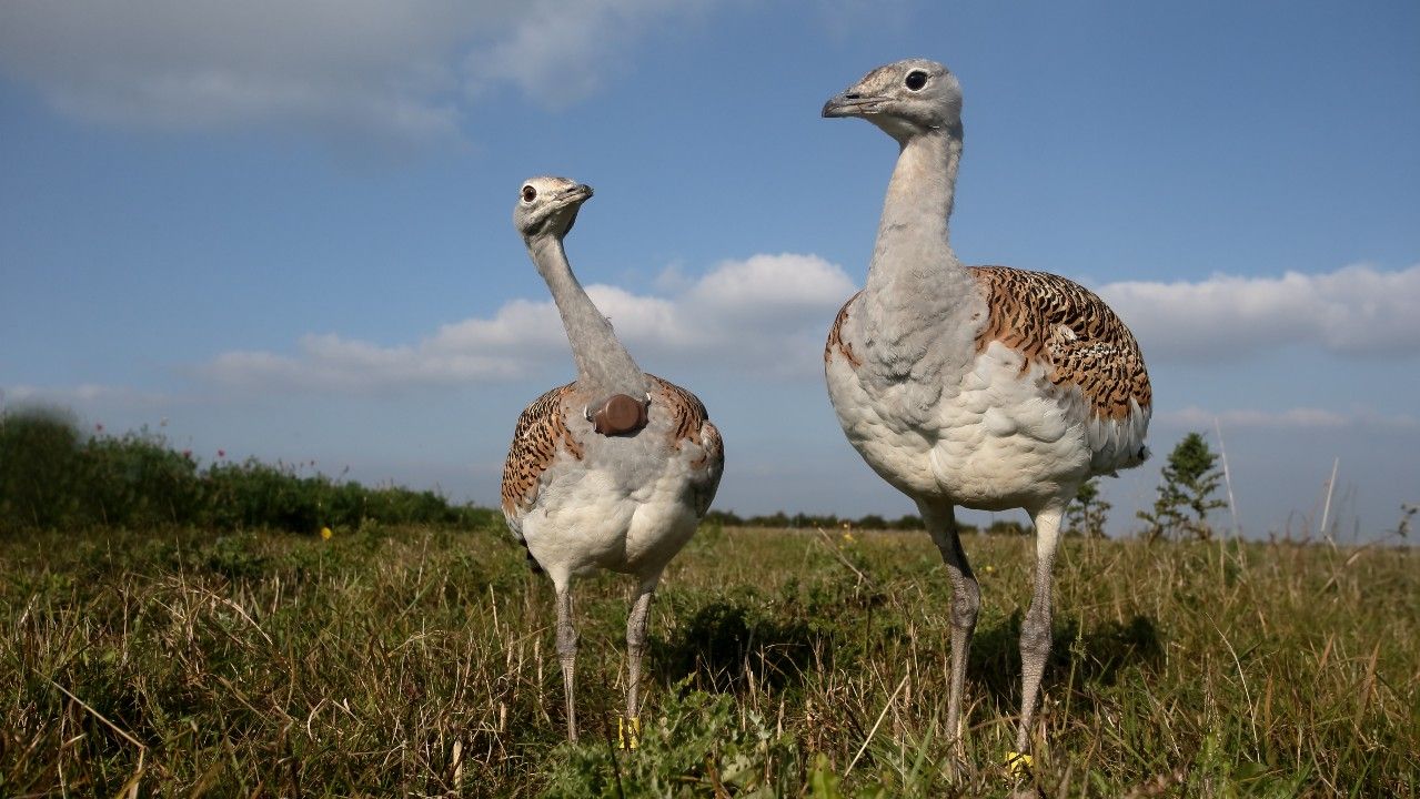 <p>                     Great bustards are the largest land bird in Europe, but are also found in Central Asia, Russia and Morocco according to The Royal Society for the Protection of Birds (RSPB). Males can weigh up to 31 pounds (14 kilograms) and stand almost 4 feet (1.2 meters) tall, which also means they are an easy target for hunters. Consequently, their numbers have been in decline throughout the years — more than 30% of the global population lost since the 1960s — and become nationally extinct in some countries such as the United Kingdom, according to BirdLife International. According to RSPB, the last great bustard was shot in 1832 in the UK, but was reintroduced in 2004 and currently houses a self-sustaining population of more than 100 birds, according to the BBC.                    </p>