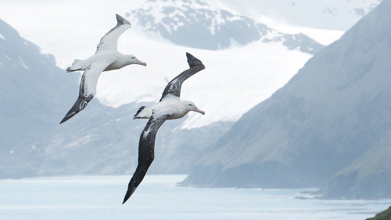 <p>                     Meet the biggest bird in the world, at least in terms of its wingspan. These sea birds glide over the ocean with a wingspan of up to almost 11 feet (3.35 meters), according to the International Union for the Conservation of Nature (IUCN). Wings of this size mean that these albatross can spend large amounts of time in the sky — for example — one bird was recorded to have wandered around 3,700 miles (6,000 kilometres) in only 12 days.                      </p>                                      <p>                     There are 23 species of albatross, however all but one are either threatened or endangered or vulnerable to extinction. This is due to the birds getting caught in fishing hooks while scavenging fish and squid bait from fishing vessels and trawlers.                    </p>