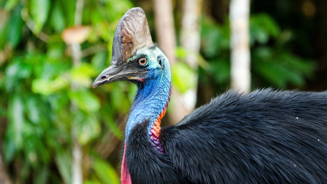 <p>                     The southern cassowary is one of the most prehistoric-looking birds to prowl through New Guinea and mainland Australia. Towering up to 6 feet (2 meters) tall, cassowary's are one of the tallest birds on Earth, according to the Australian Museum. Topping off their height is a prominent helmet called a casque which is made of a thick layer of keratin — the same material that makes up your nails and hair. Cassowaries use these helmets to push past vegetation as they run through the forest, according to the Edinburgh Zoo. As well as being one of the biggest bird species, they have also gained the reputation of being one of the most dangerous. As one of the few birds recorded to have killed humans, cassowary uses their sharp 3-toed feet — which sports a middle 4 inch (10 centimeter) long toe — to deliver a fatal swipe to its target, according to Scientific American.                    </p>