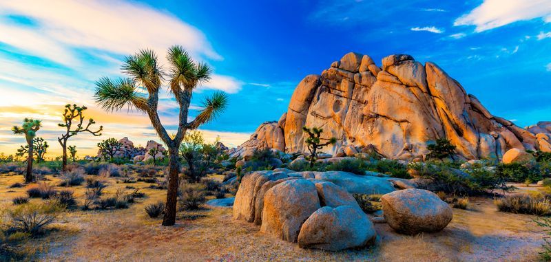 <p>                     With nearly 800,000 acres of mystical beauty, Joshua Tree National Park is undoubtedly one of the world’s most incredible natural desert treasures. Having been designated one of the few International Dark Sky Parks in the country, Joshua Tree National Park offers incredible stargazing, as well as a wide range of hikes for all ages and rock climbing/bouldering for the more adventurous travelers. The park is home to a variety of plant and animal species, but none as unique or prevalent as the park’s namesake: the Joshua tree, standing majestically across the vast topography.                   </p>