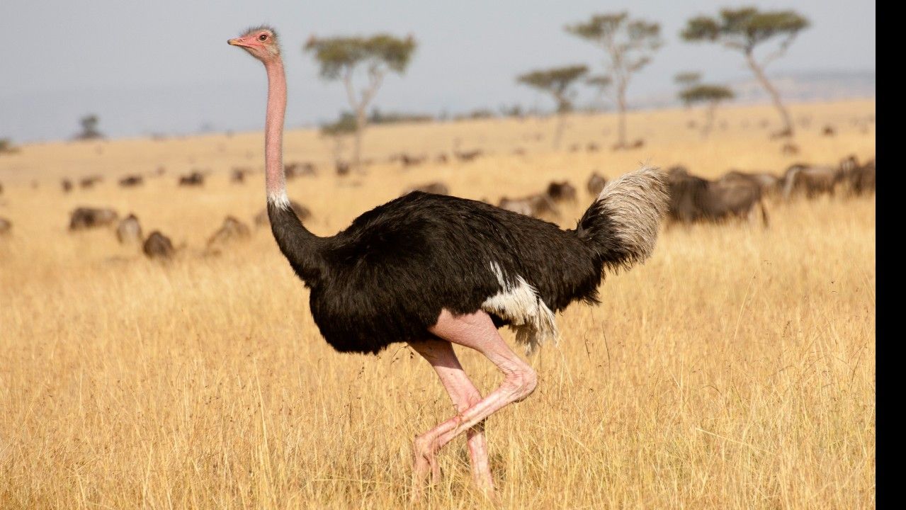 <p>                     The biggest of all the birds on Earth, both in size and weight, is undoubtedly the ostrich. These behemoth birds grow up to 9 feet (2.7 meters) tall and can weigh up to 287 pounds (130 kilograms), according to San Diego Zoo Wildlife Alliance. Despite having a wingspan of up to 7 feet (2 meters), ostriches are unable to fly. Instead they use their wings in a similar way to how a ship uses its sails.                   </p>                                      <p>                     During a fierce 43 mile per hour run, these birds open out their wings and use them as air-rudders for rapid braking and steering. This agility enables them to escape some of the many threats they face on the African savanna, including predatory species such as lions and jackals. In some situations, ostriches will go on the offensive and use their powerful clawed feet to deliver a blow strong enough to kill a lion, according to PBS Nature.                   </p>