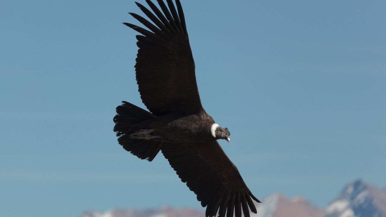 8 of the biggest birds on Earth