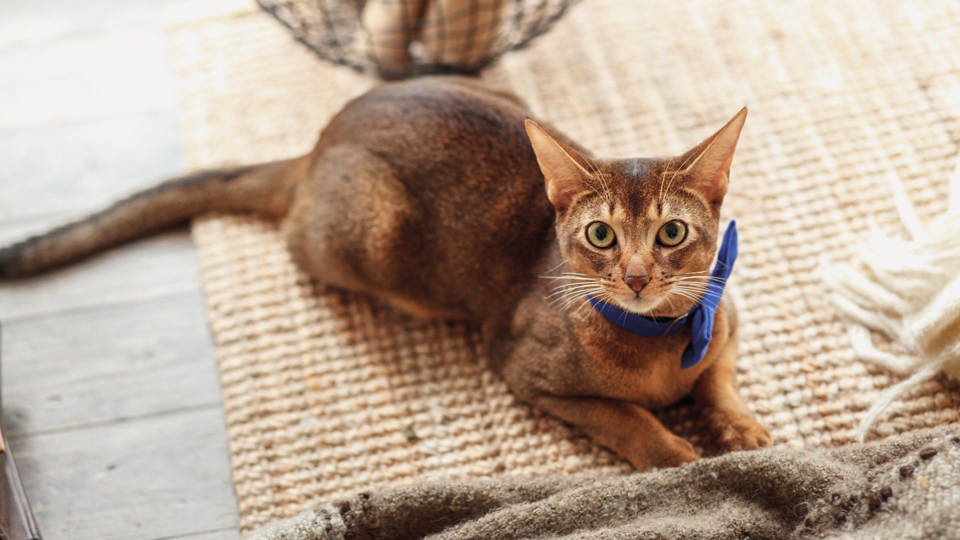 16 friendliest cat breeds that make perfect pets