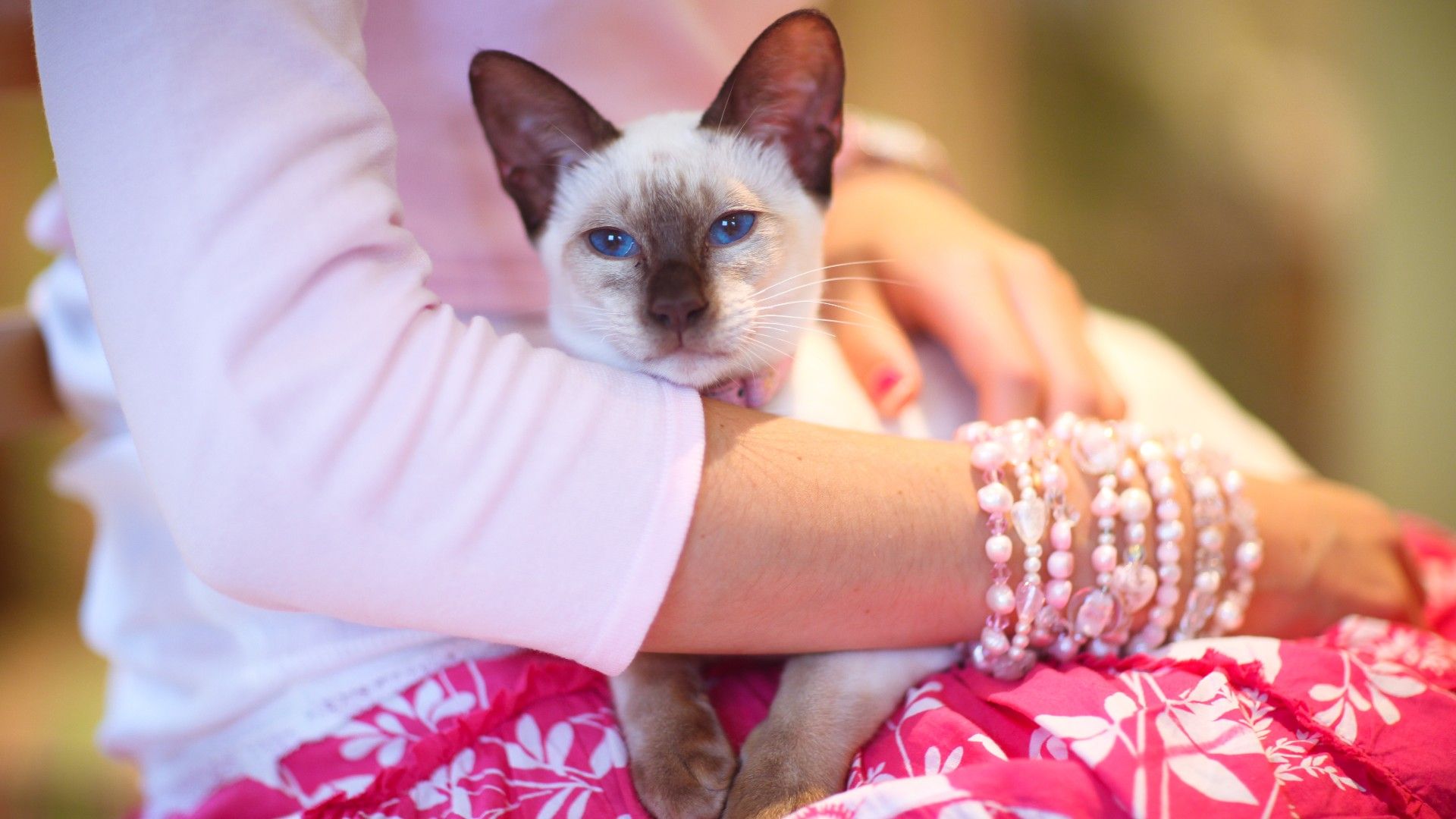 13 best cat breeds for first-time owners
