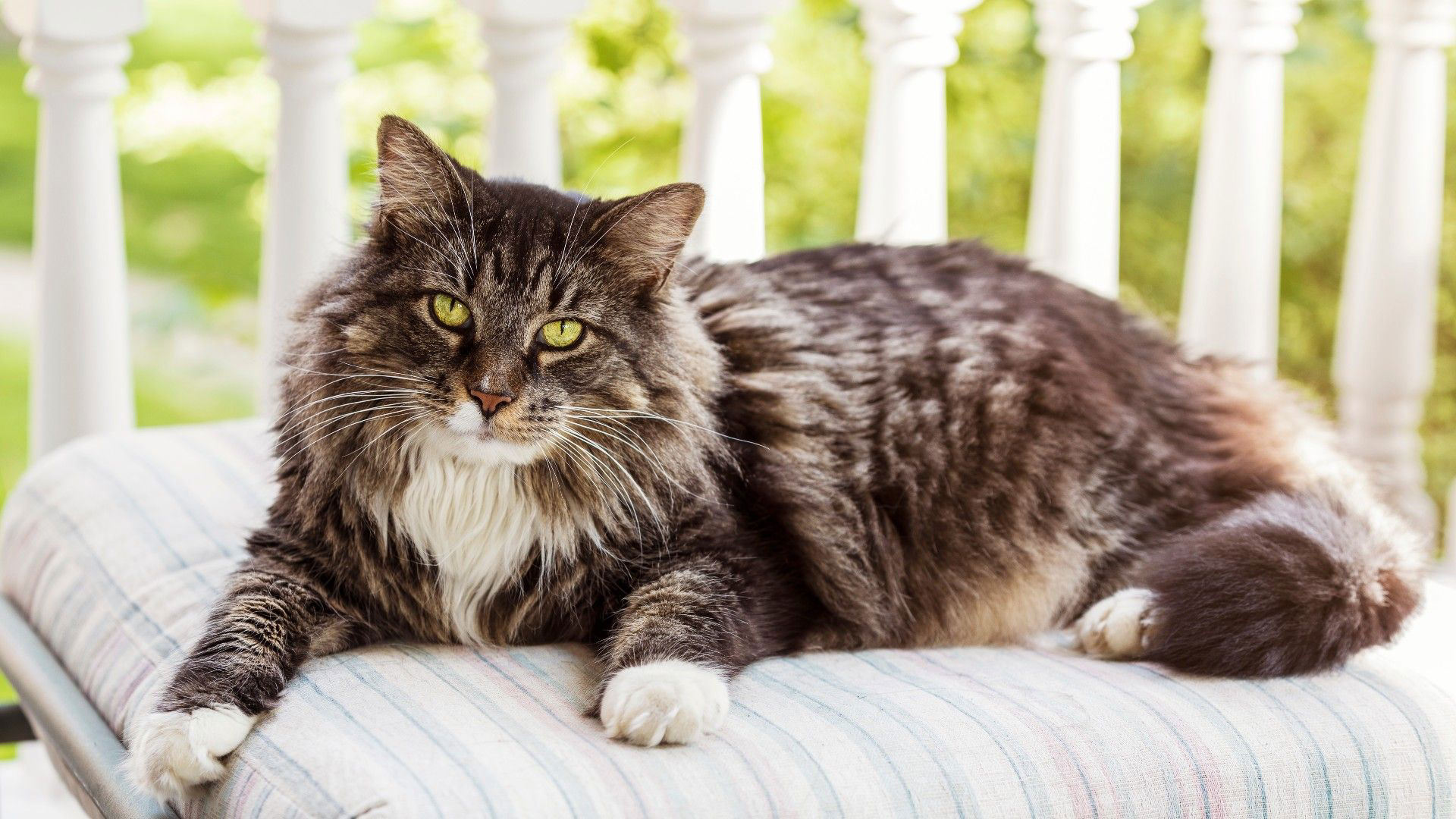 10-calmest-cat-breeds-for-relaxed-pet-parents