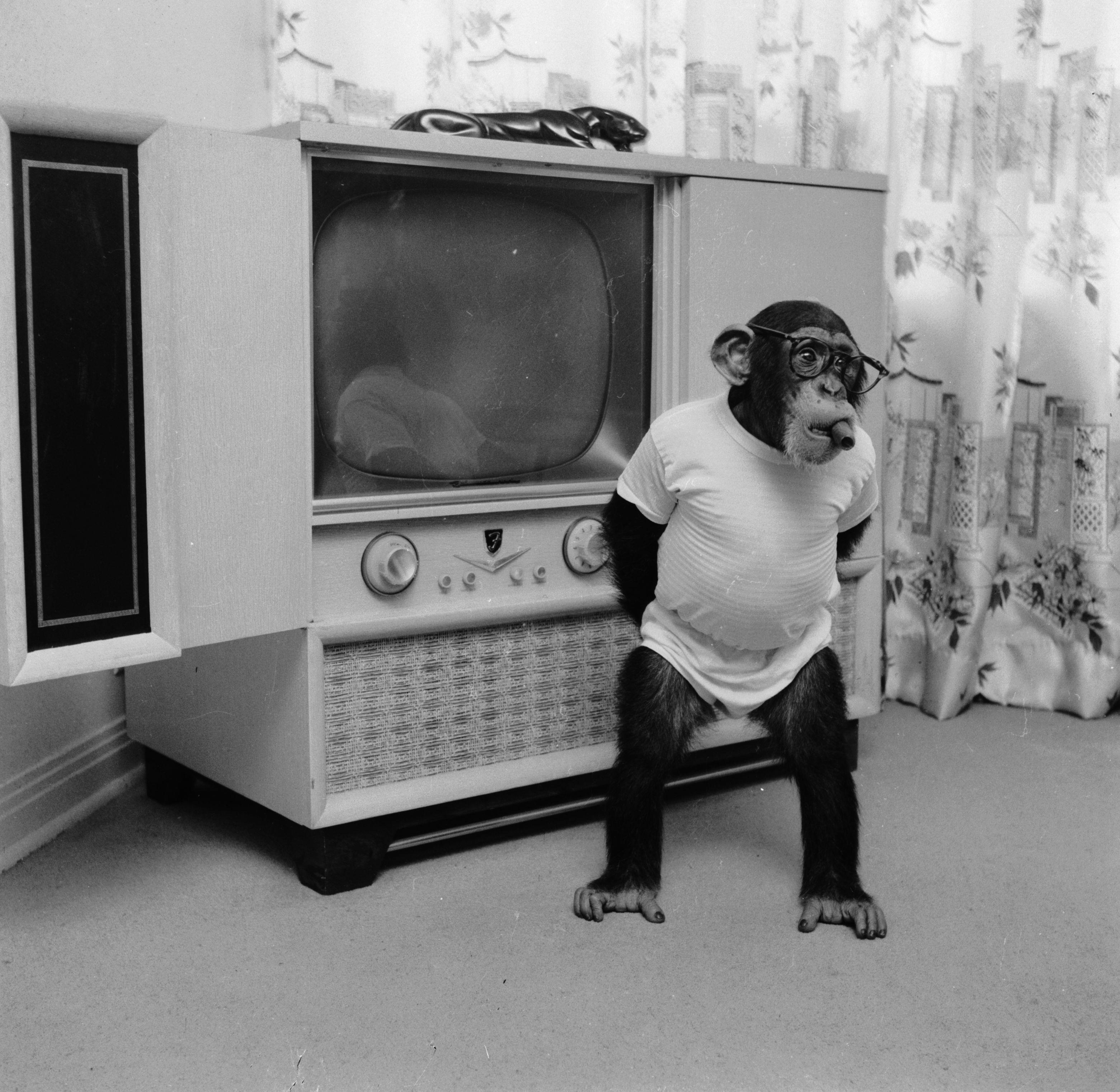 <p>Yes, Elvis had a chimpanzee named Scatter, who was known for pulling down women's skirts. Elvis liked to dress him up in costumes, and would drive around Memphis with Scatter in the front seat. Eventually, Scatter's misbehavior became too much for Elvis to handle and Scatter was sent to live in a climate-controlled room in Graceland. "Scatter wasn't the only animal friend who called Graceland home," says Christian Ross, marketing specialist at Graceland. "Elvis also had pet donkeys, peacocks, turkeys, just to name a few." These days, Ross says there are still horses at Graceland Stables. </p>