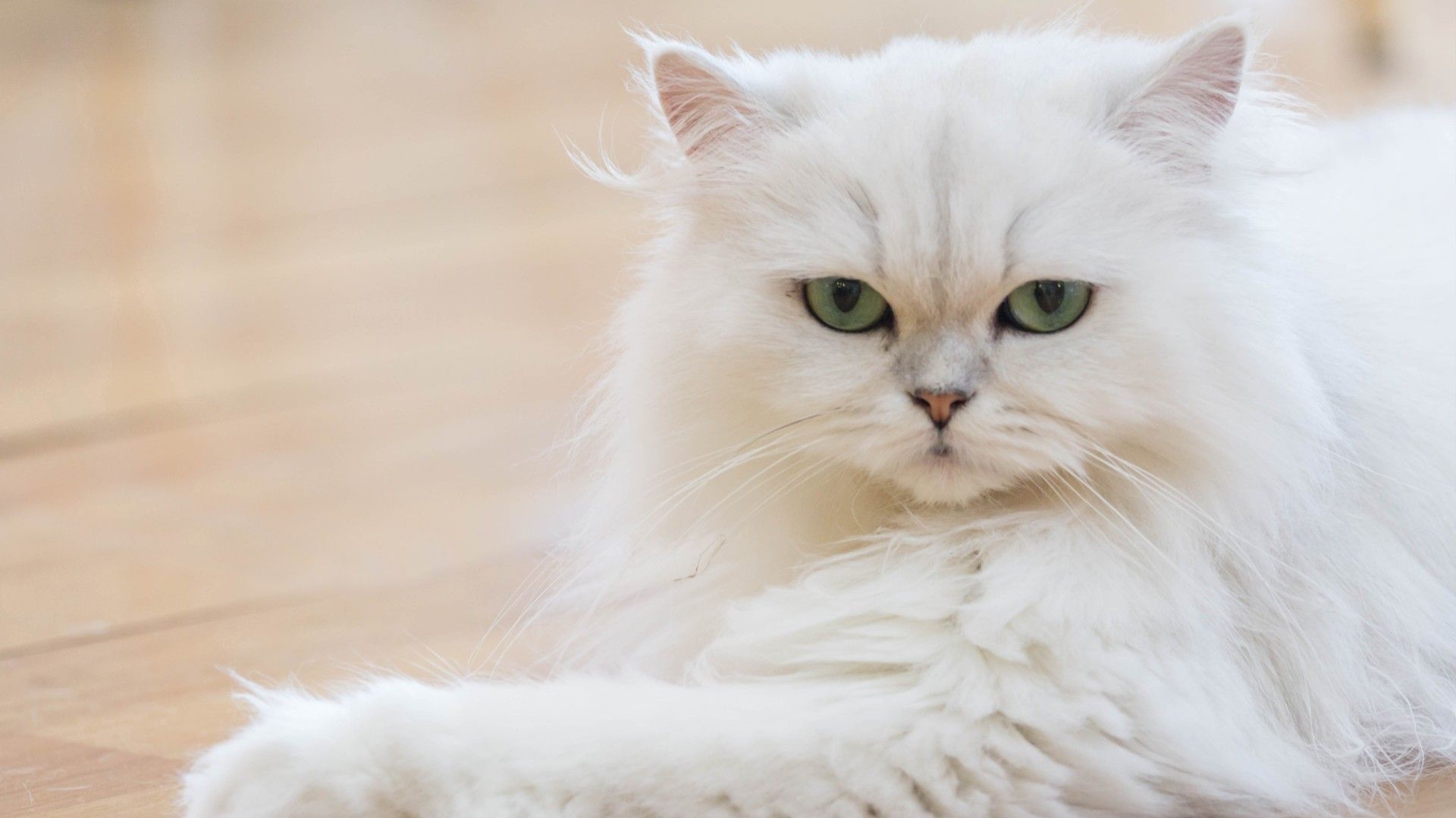 10 calmest cat breeds for relaxed pet parents