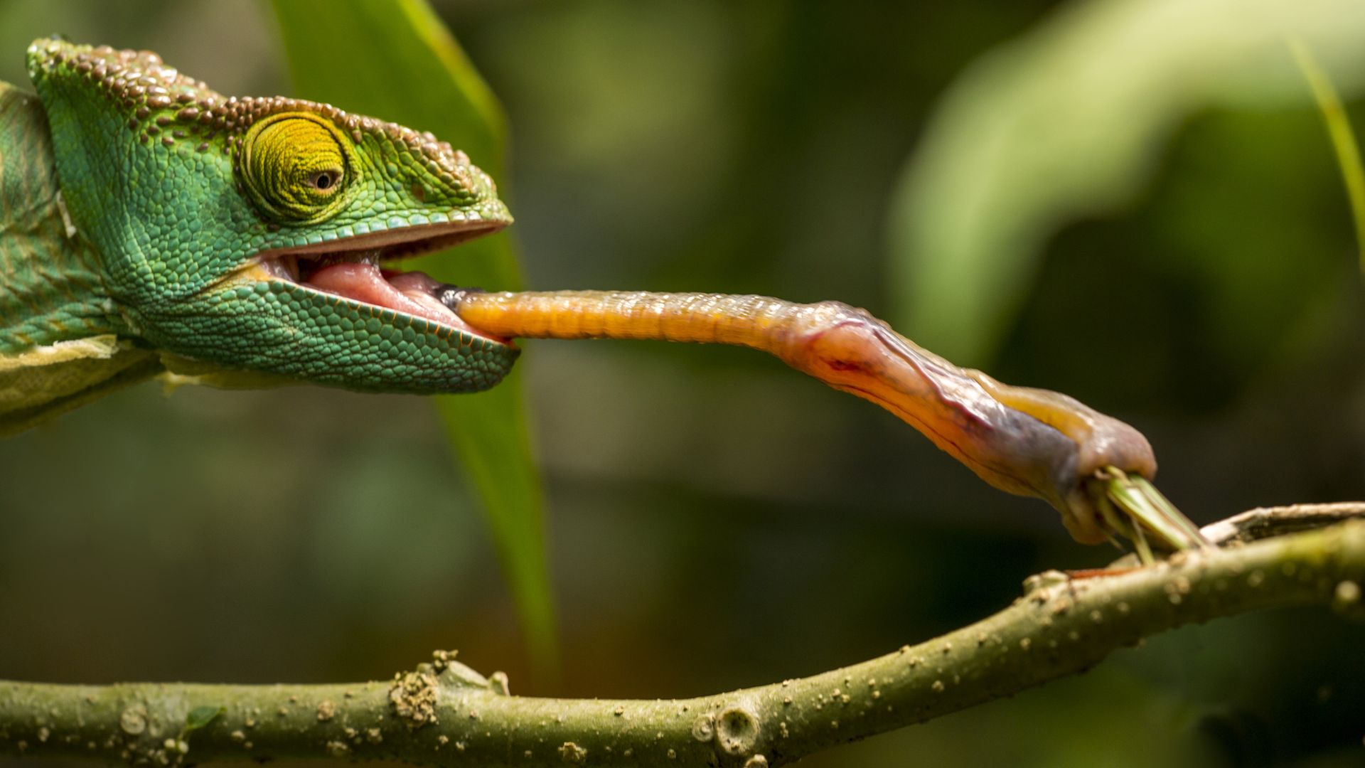 20-amazing-animal-tongues