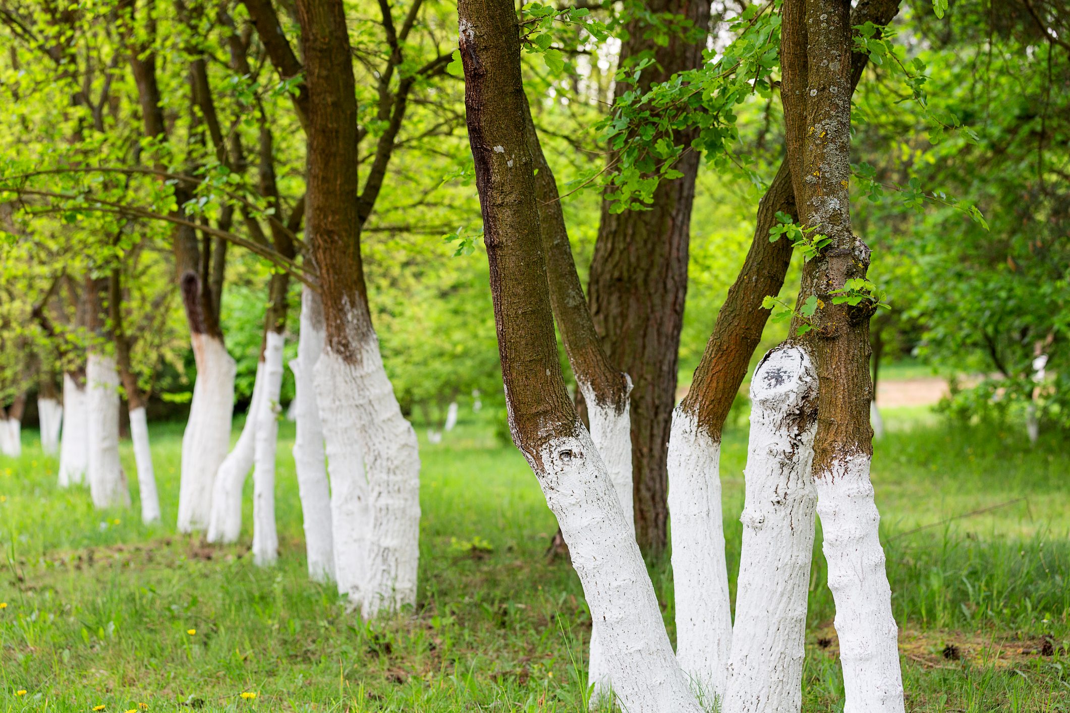 why are some trees painted white?