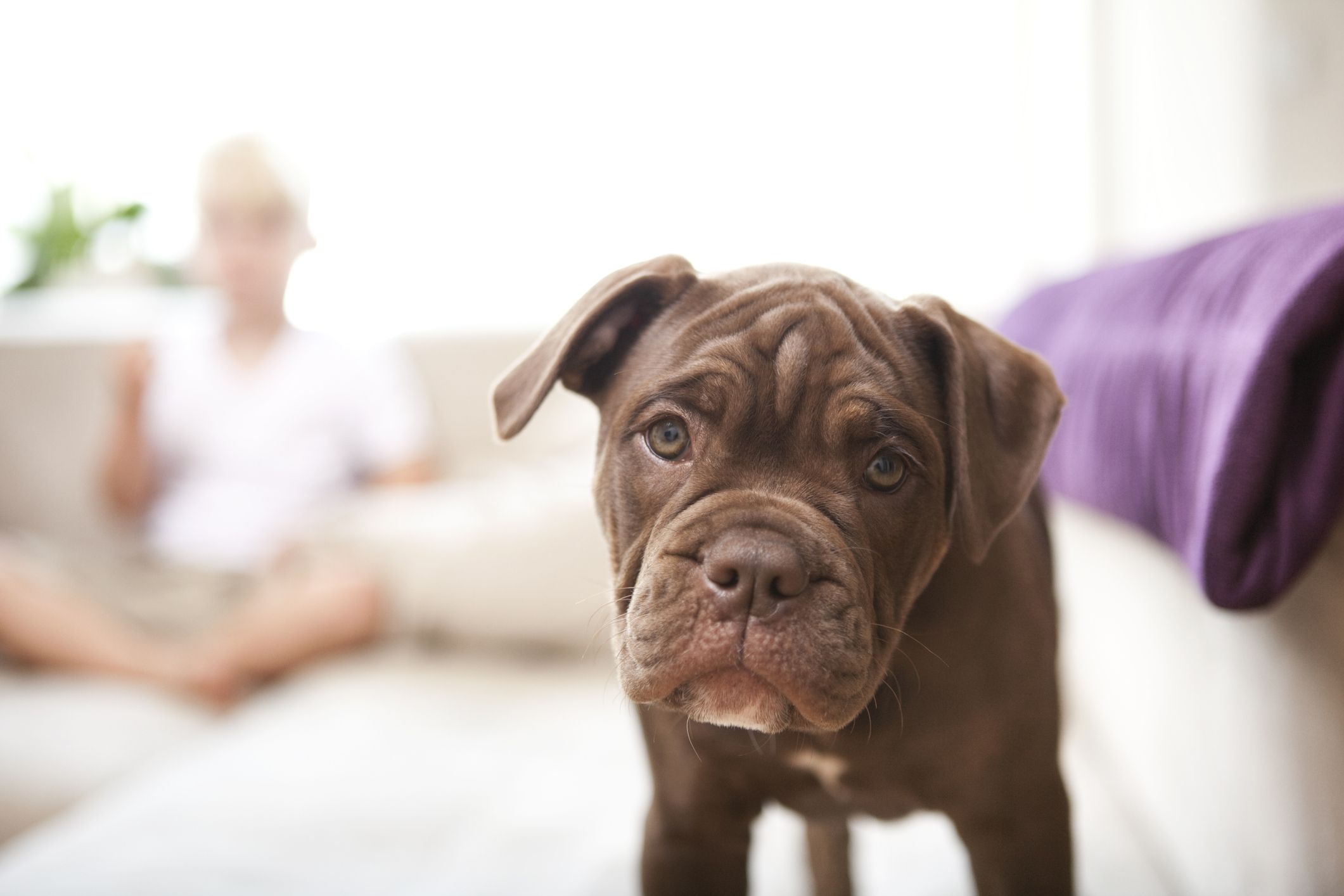 11 Types Of Bulldogs That Are As Adorable As They Are Loyal