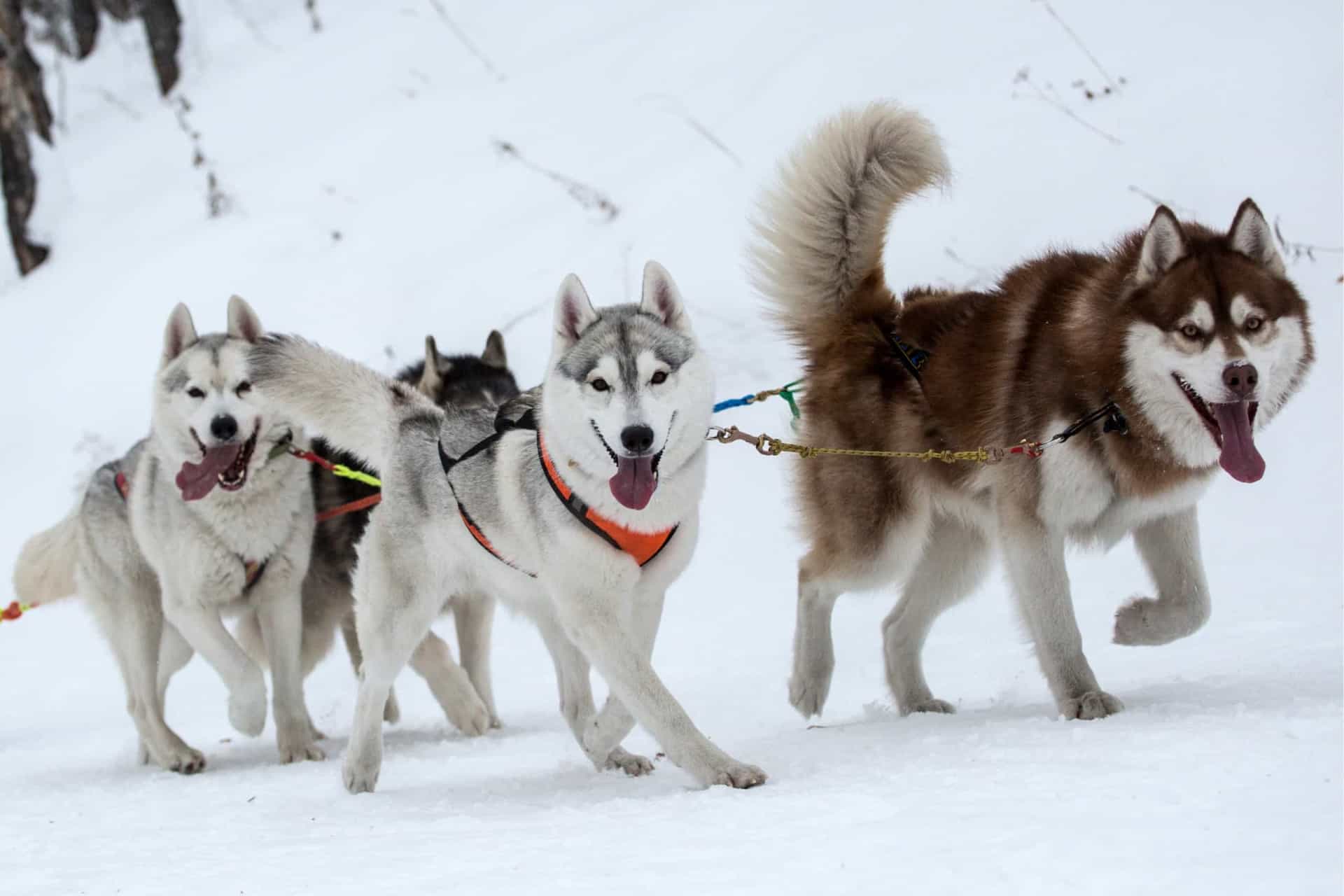 The cutest dog breeds, ranked