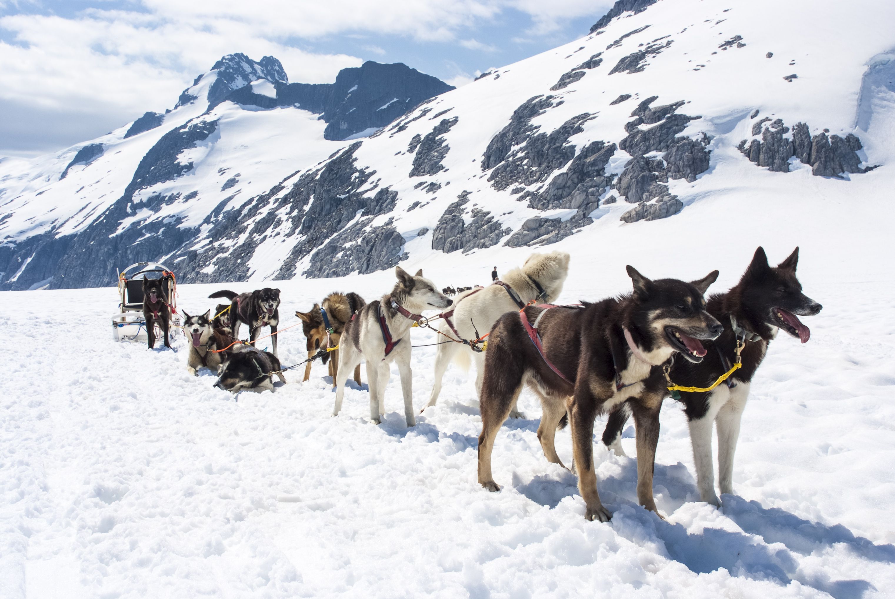 <p>Dog-sled teams are a symbol of the region and an important part of the area's history, and still used in Alaska. You can learn about the sled dogs at the Denali Kennels during the summer or winter. The kennels are located within the <a href="https://www.nps.gov/dena/index.htm">Denali National Park</a>, which charges a $15 entrance fee for visitors 16 and older.</p>