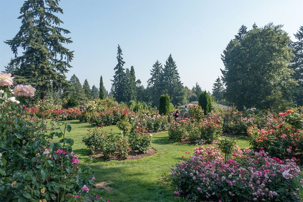 <p>The <a href="https://www.portlandoregon.gov/parks/finder/index.cfm?action=viewpark&propertyid=1113">Portland International Rose Test Garden</a>, a.k.a. the Portland Rose Garden, boasts more than 650 varieties of roses and more than 10,000 flowers when in full bloom (that would be June). Entrance is free, as are the daily tours at 1 p.m. from Memorial Day weekend through Labor Day weekend.</p>