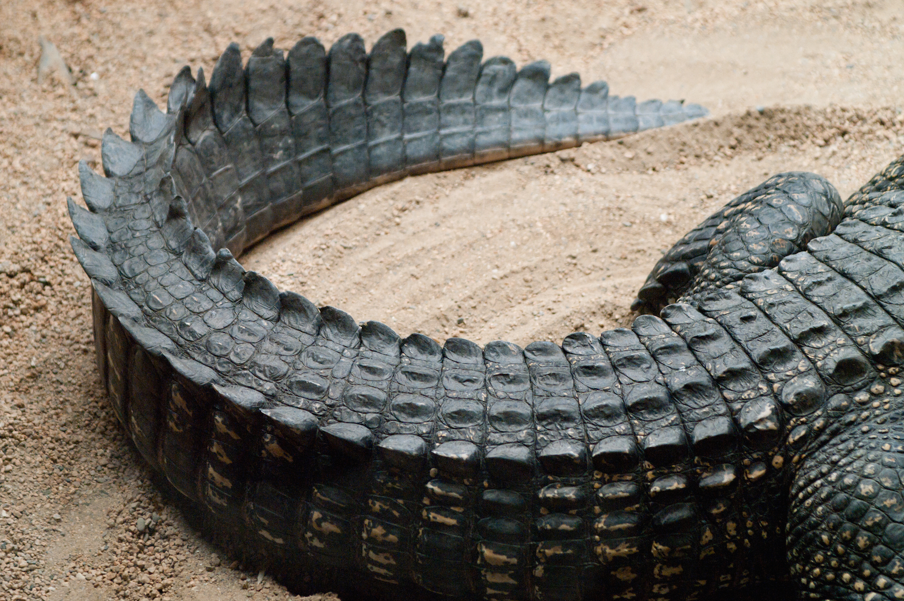 Everything you need to know about crocodiles