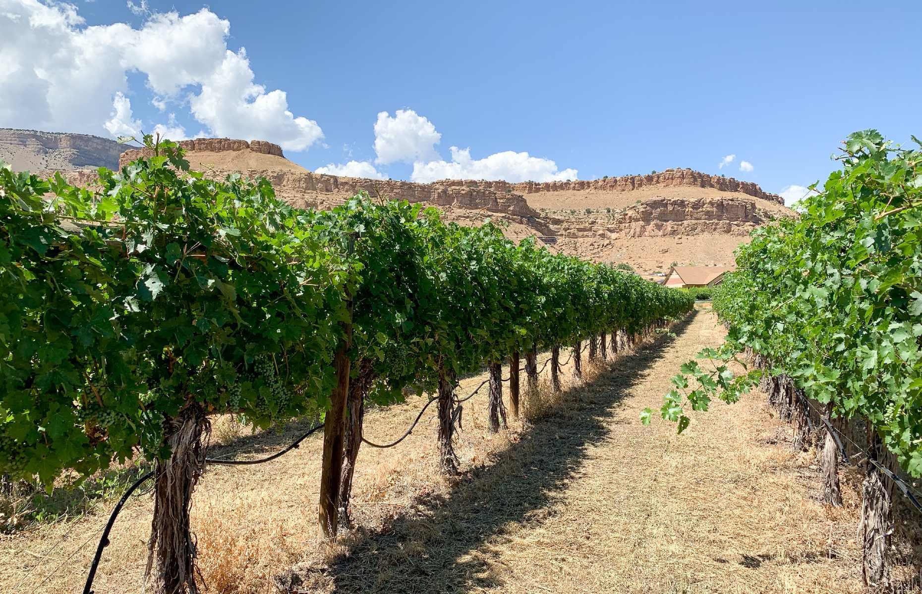 <p>We can’t think of many wine-growing locations that are more beautiful than Colorado’s Grand Valley. Occupying an especially panoramic spot within this region is <a href="https://www.colterris.com/">Colterris Winery</a>, a proudly Coloradan business which produces 100% estate-grown bottles. Try a seated tasting for $25 a head, where you’ll get to sample seven wines, or opt for something a little different by booking a horseback ride and private tasting, which will allow you to ride through the gorgeous vineyards before sampling produce in a stunning courtyard. </p>