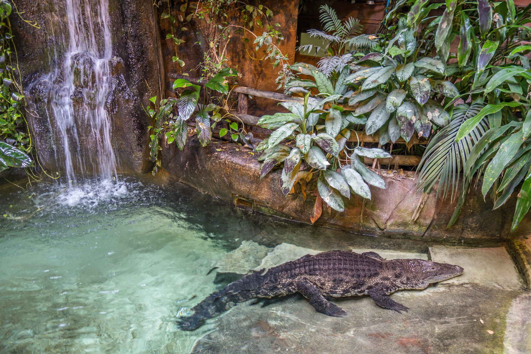 Everything you need to know about crocodiles