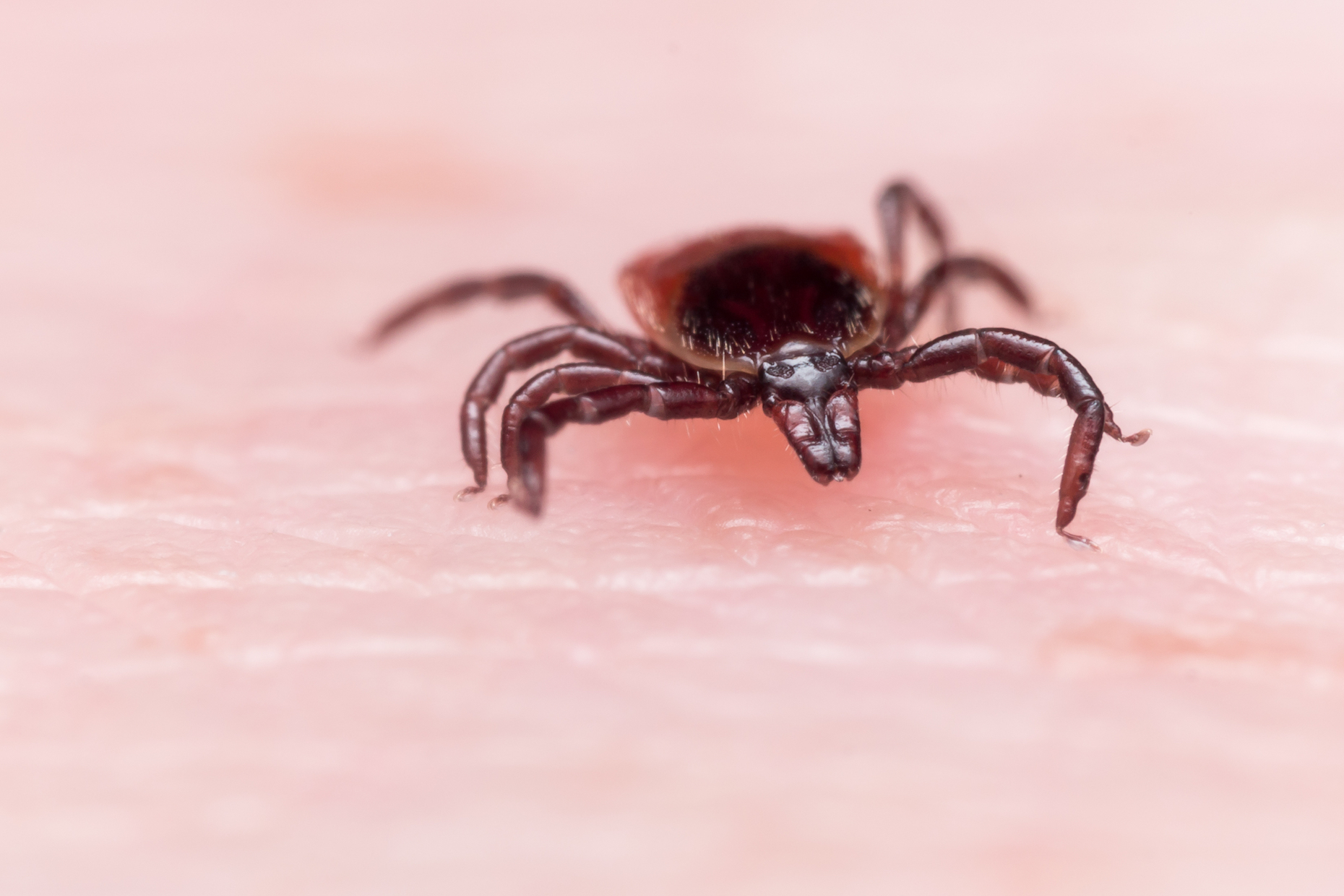 20-facts-about-lyme-disease