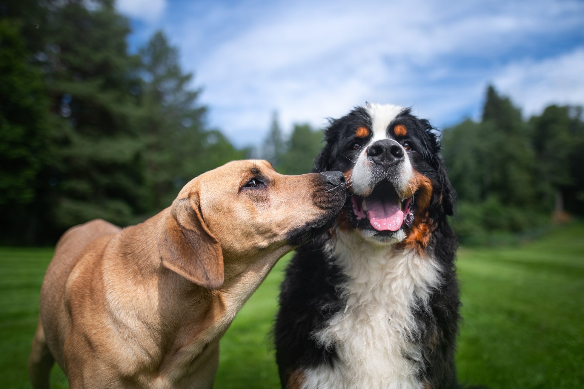 2 собаки 1. Одна собака. Dog smooch.