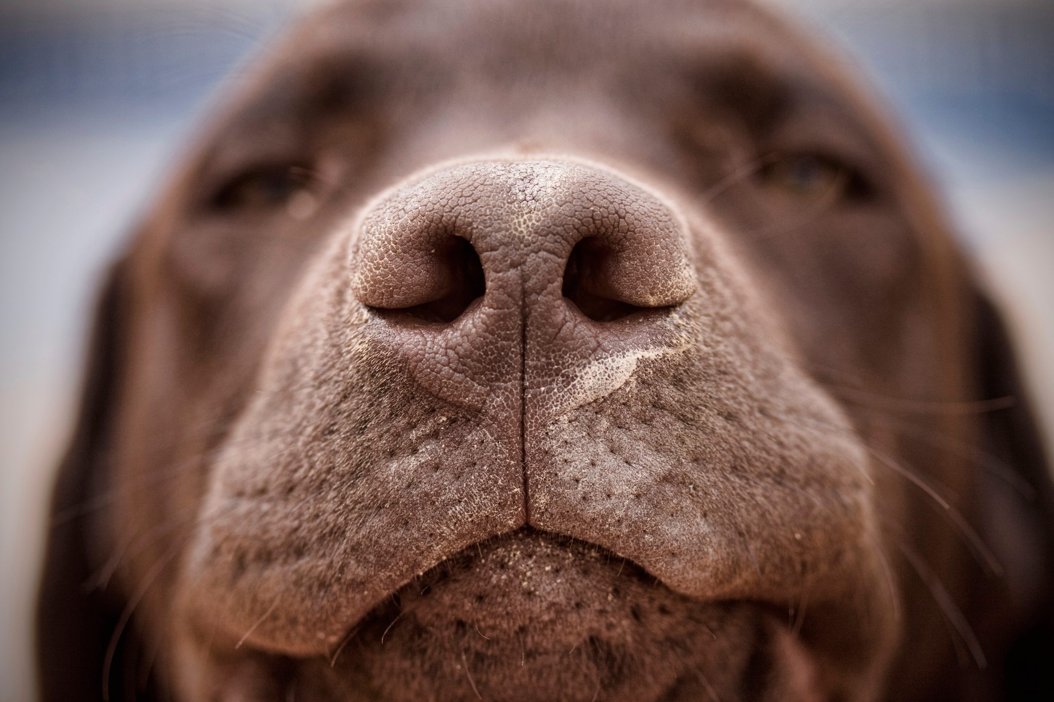 52 Fun Facts About Dogs