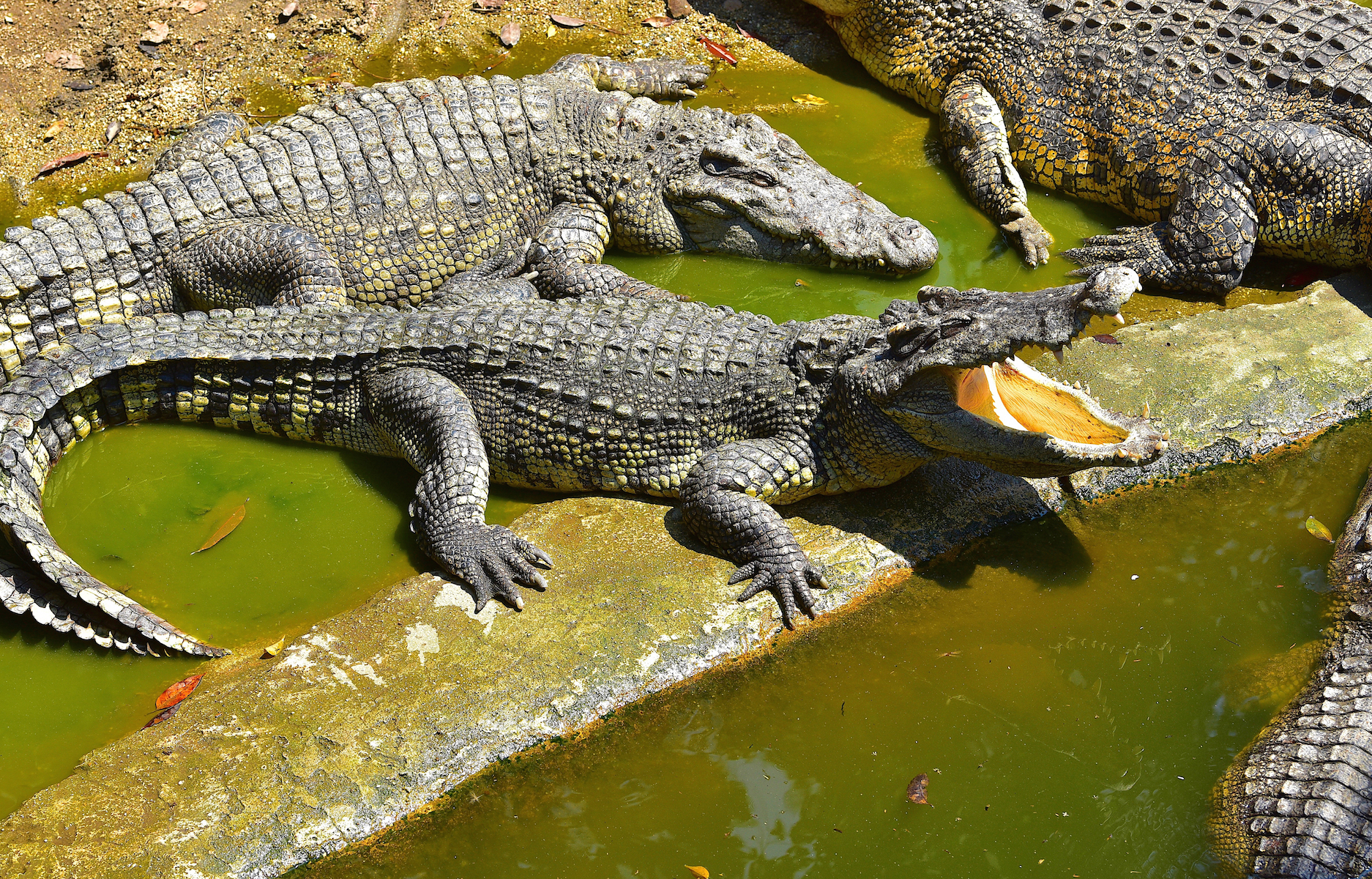 Everything you need to know about crocodiles