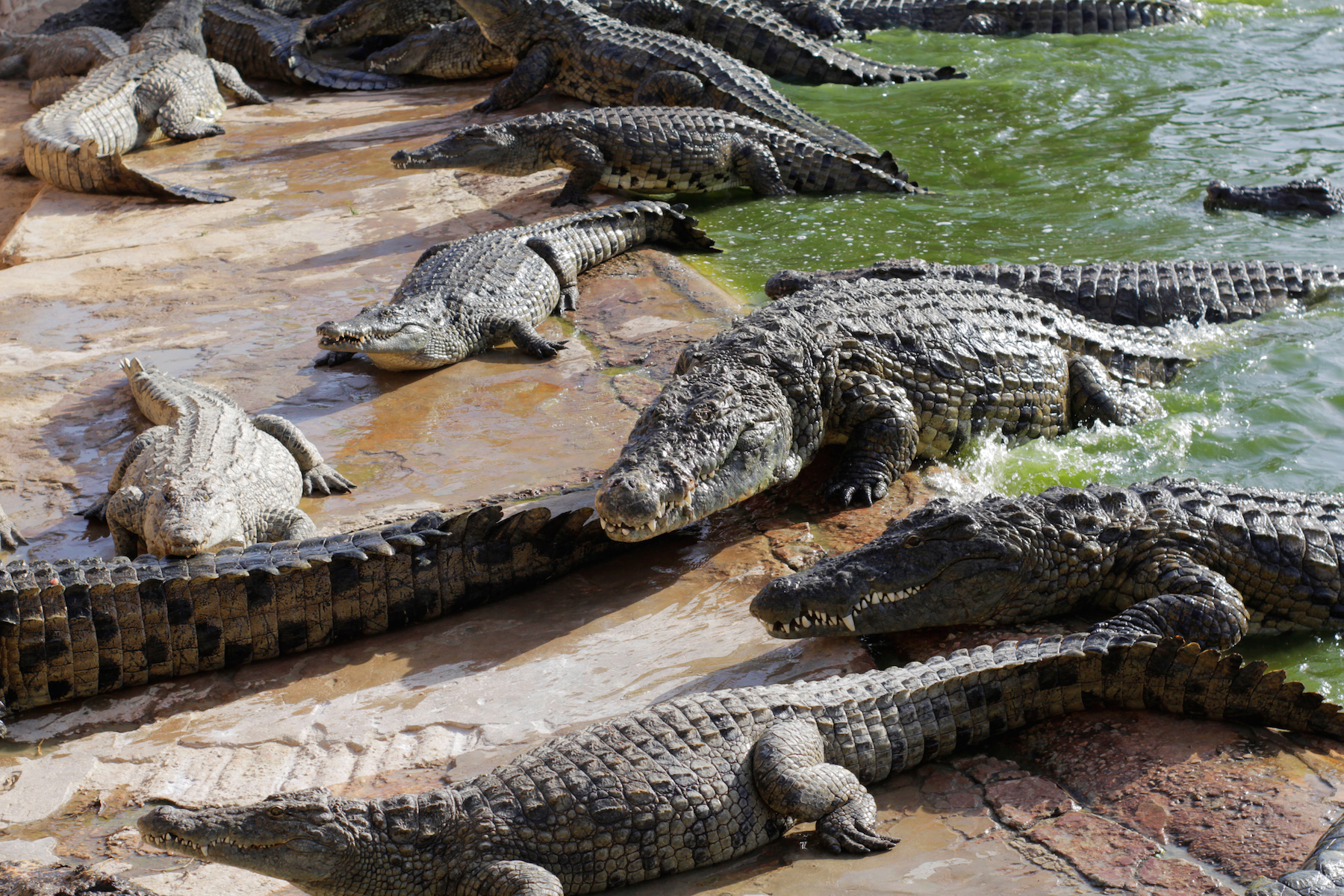 Everything you need to know about crocodiles