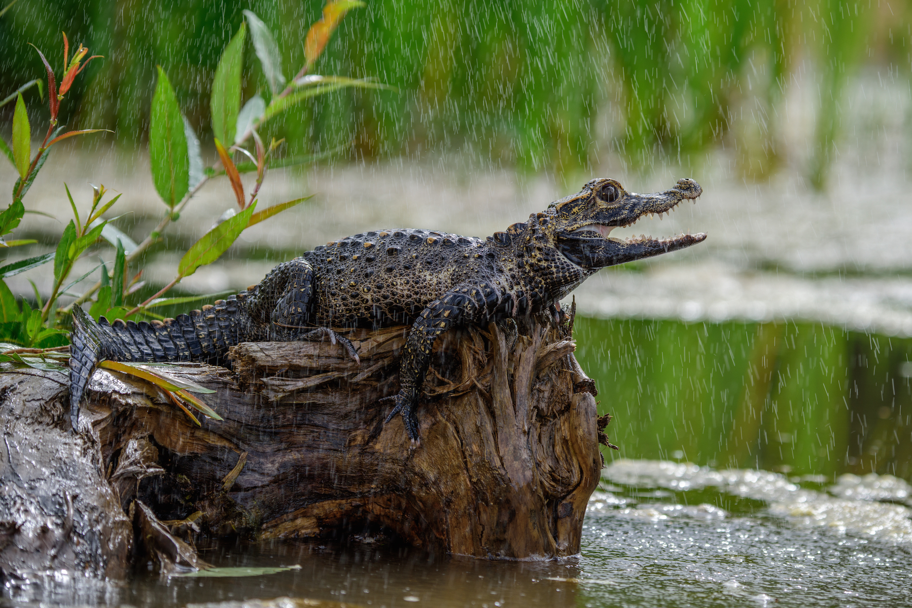 Everything you need to know about crocodiles