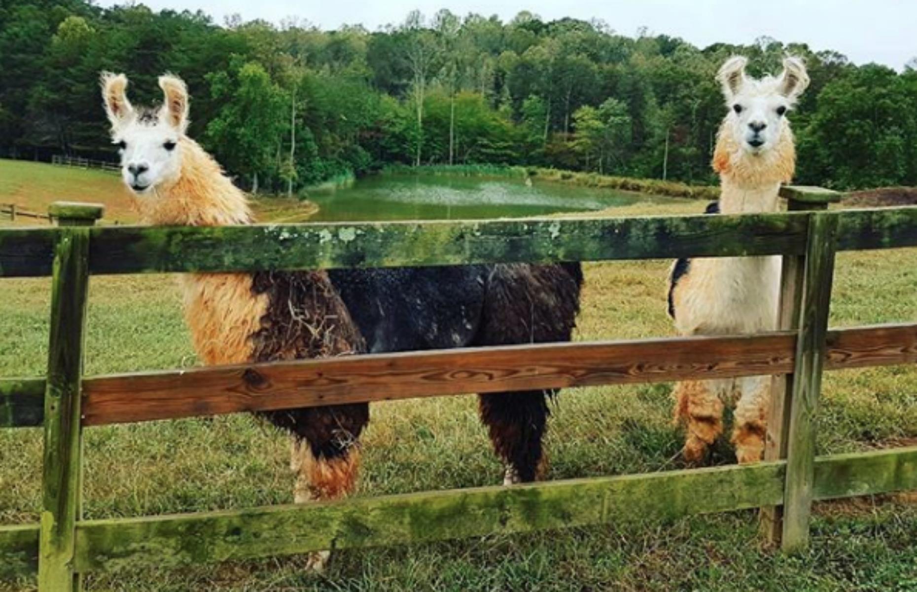 <p>Animal lovers look no further: we’ve got the perfect wine tasting experience for you. At <a href="https://www.divinellamavineyards.com/">Divine Llama Vineyards</a> in North Carolina’s Yadkin Valley, you’ll get to sample a range of delicious wines, from a sunny rosé to a tobacco-tinged red blend, in the company of some 60 of these woolly-haired creatures. Fancy going all out? Book in advance to trek with the llamas, ending with a bottle of something back at the tasting room (note that treks are not offered in summer). </p>