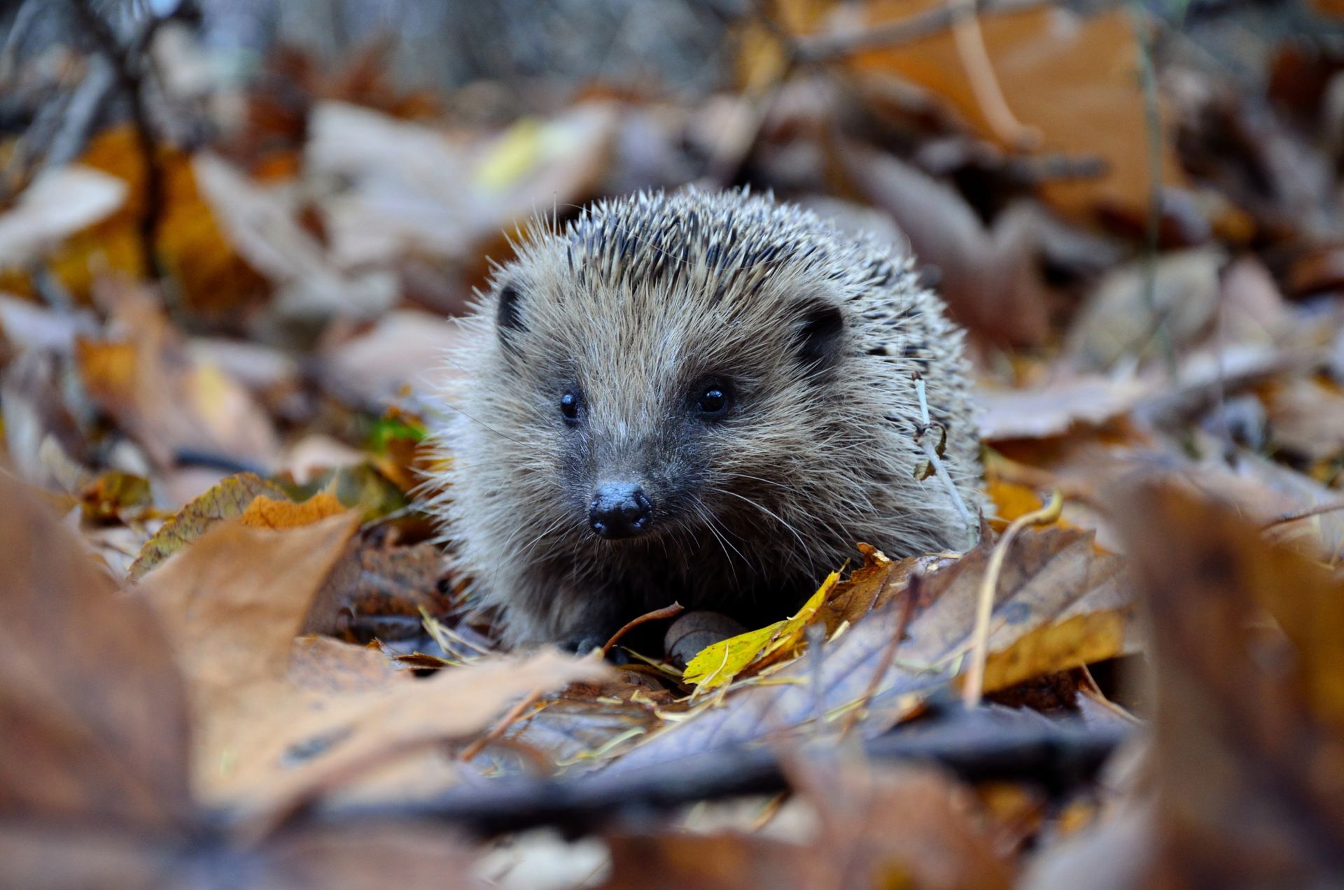 <p>                     They might be spiny, but hedgehogs are cute little beings. They're actually rather helpful in the garden, too, keeping slugs and other pests at bay.                    </p>                                      <p>                     ut, during the winter months, hedgehogs are on the lookout for safe places to rest. So, if you've got a wilder patch to your garden, help the kids make them a home using logs and leaves, or perhaps a small cardboard box with a doorway cut out.                    </p>                                      <p>                     Small dishes of fresh water and cat or dog food (but not the fish-based kind), can be tucked amongst it, to provide the hedgehogs with sustenance.                   </p>                                      <p>                     The activity itself (and the possibility of inhabitants) will be exciting enough, but the sight of a prickly critter wandering across the lawn at dusk will bring an extra dose of delight – to both you and your children! You could even set up an outdoor camera to see if you get any visitors.                   </p>                                      <p>                     Just remember to cover any nearby drains, and be careful when strimming, or lighting any bonfires – always check they are hedgehog-free first.                   </p>