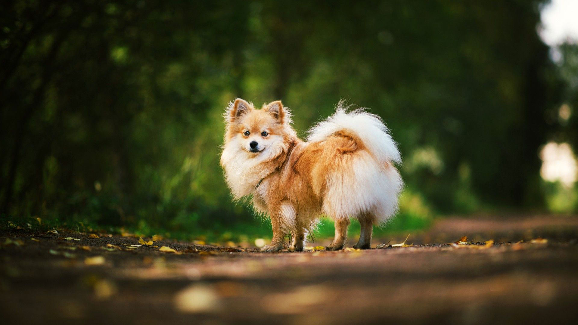 10 popular spitz dog breeds