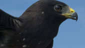 A stock photo of a zone-tailed hawk seen close up. The species has been sighted in Joshua Tree National Park in California for the first time.