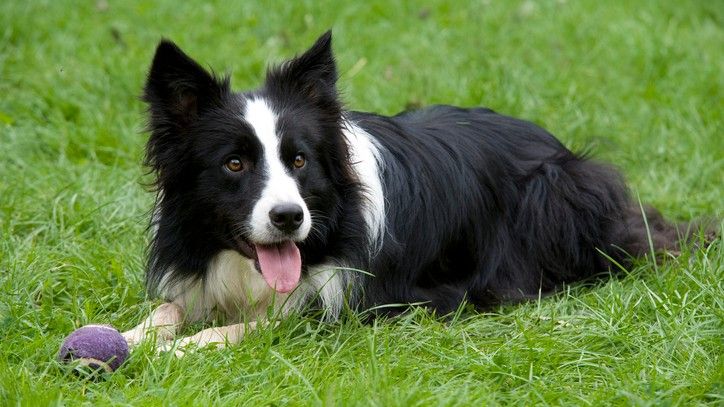 <p>                     Beautiful, devoted, and loyal, Border Collies are renowned for being one of the most affectionate dog breeds around, and for good reason. While their heritage goes back to their time as sheep dogs, they’re happy to be laidback when the time comes, and they enjoy cuddling up with their owners just as much as they do being outside.                    </p>                                      <p>                     Often, their affection is a means of self-medication – in the process they are relieving their own stress. Otherwise, their displays of affection can indicate they are trying to protect you, or keeping warm when they are feeling cold, making them relatable as well as affectionate.                   </p>