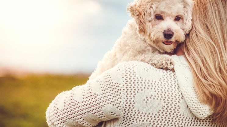 20 affectionate dog breeds that love to cuddle