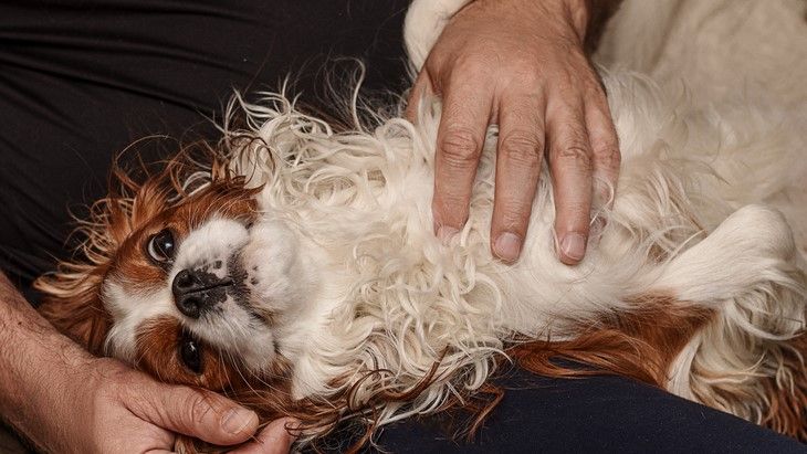 20 of the most affectionate dog breeds that love to be loved