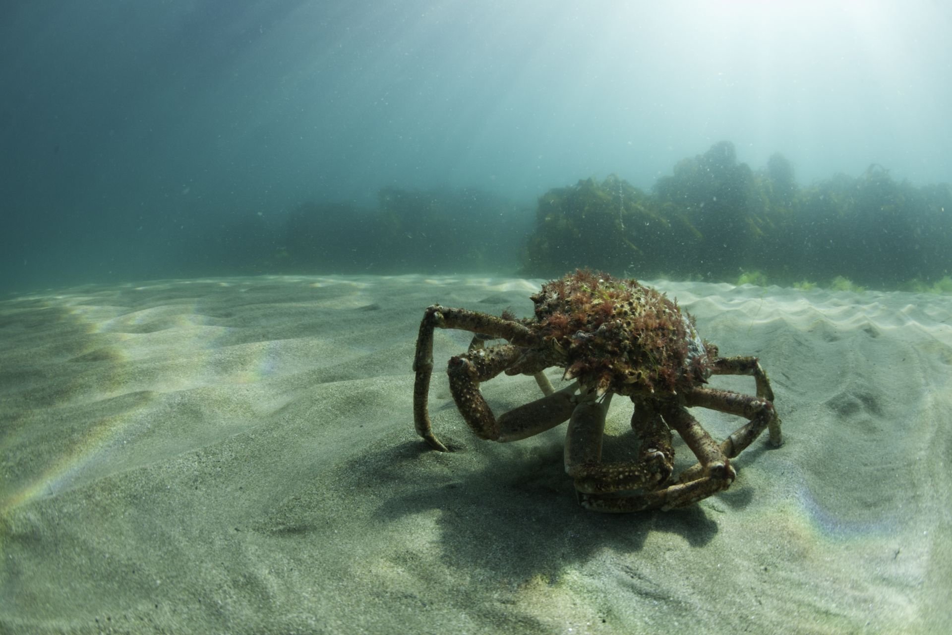 Under the sea: 50 breathtaking images from our oceans