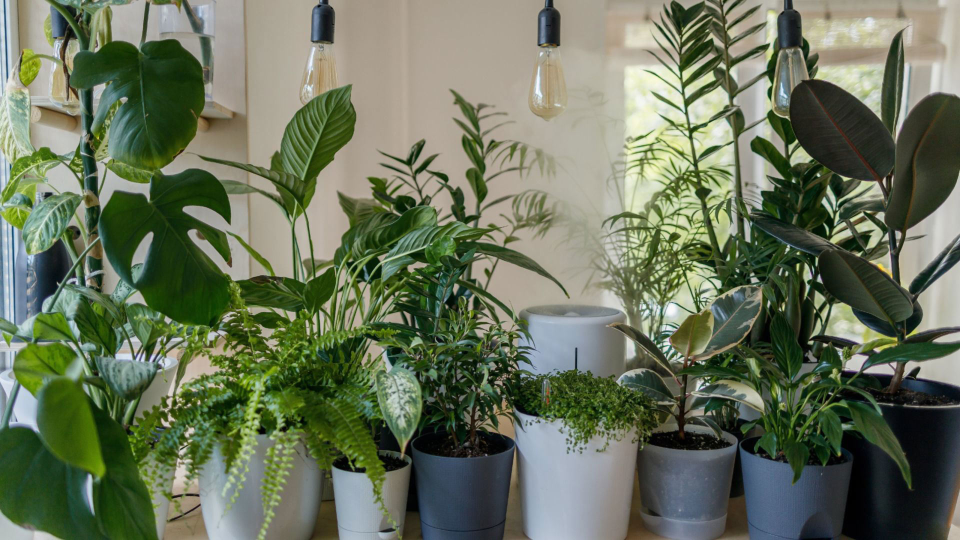 Best indoor plants: 10 best air-purifying house plants
