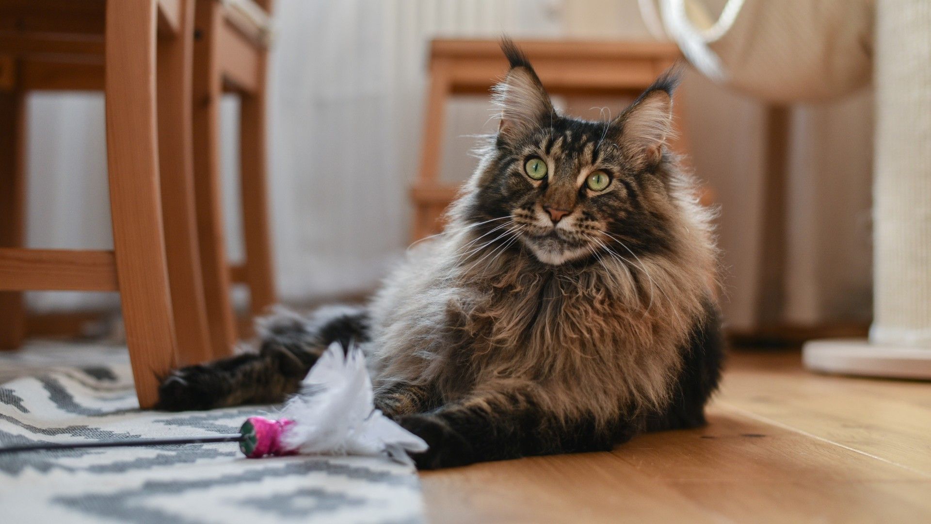 10 fluffy cat breeds to cuddle up to